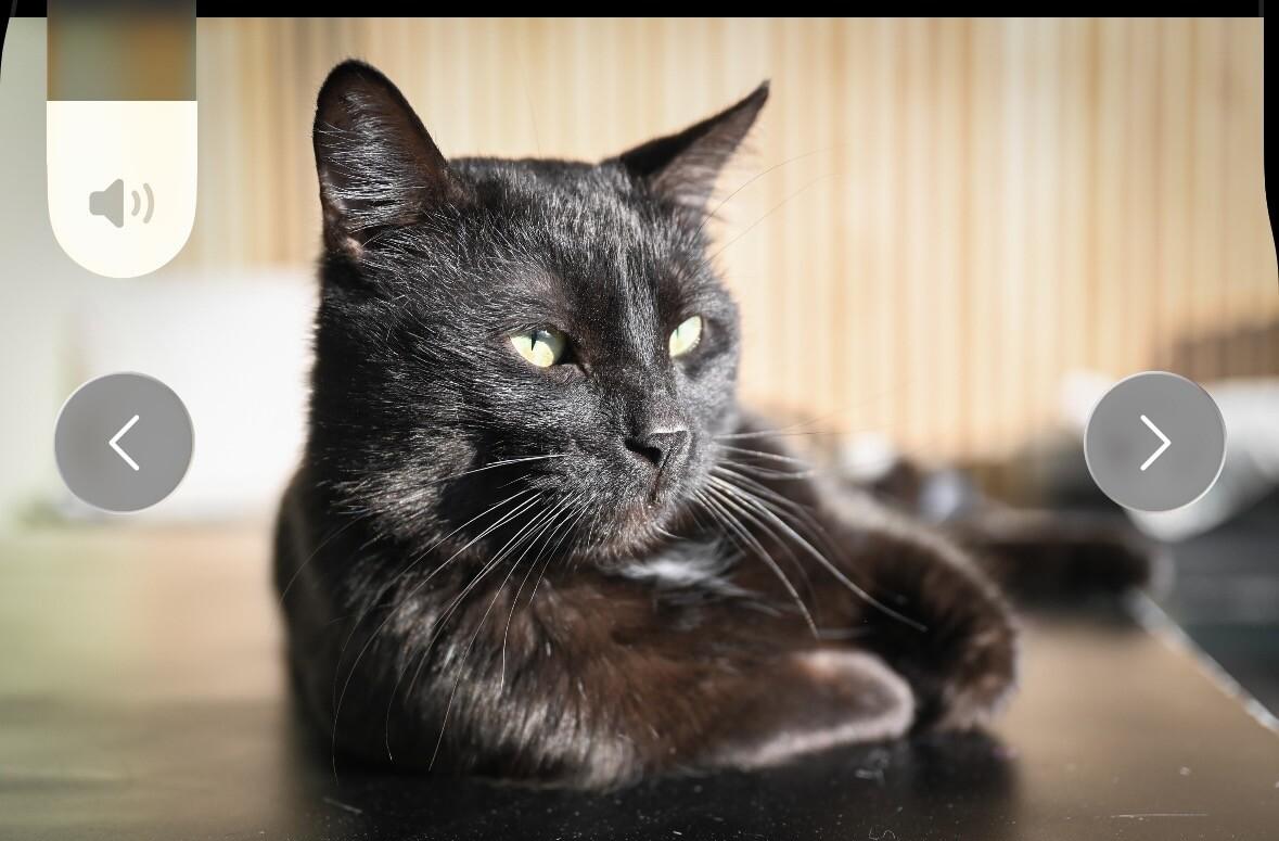 Enlarge Schnitzel, a Adoptable Domestic Short Hair in Grand Rapids, MI image 1/6