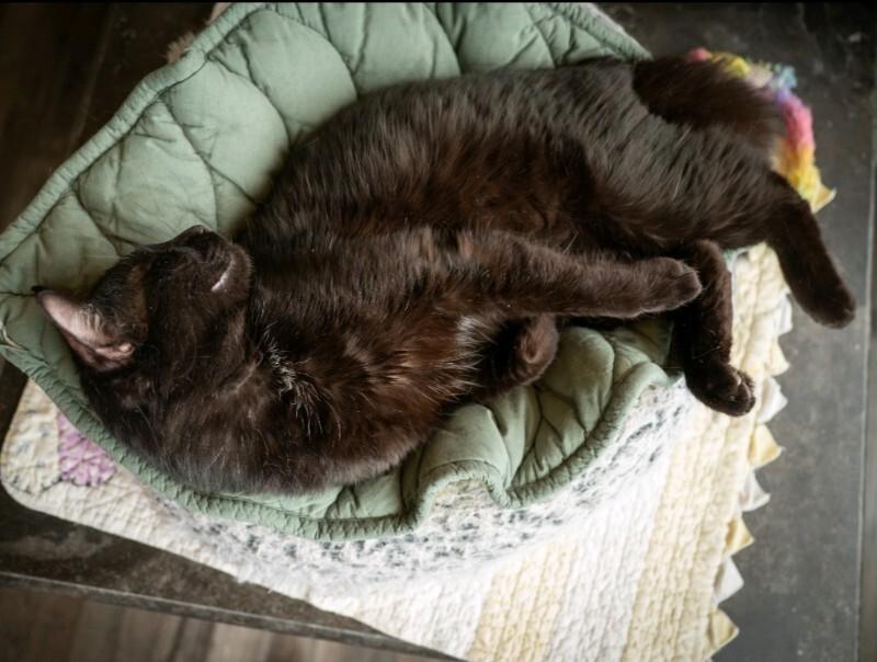 Enlarge Schnitzel, a Adoptable Domestic Short Hair in Grand Rapids, MI image 2/6