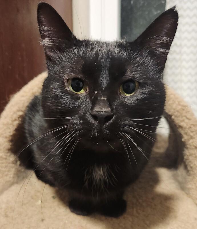 Schnitzel, a Adoptable Domestic Short Hair in Grand Rapids, MI image 2/6