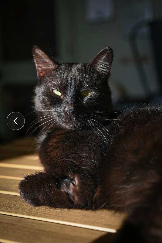 Enlarge Schnitzel, a Adoptable Domestic Short Hair in Grand Rapids, MI image 3/6