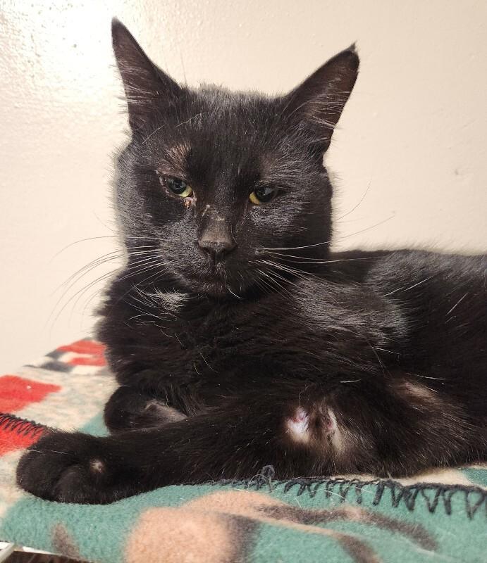 Schnitzel, a Adoptable Domestic Short Hair in Grand Rapids, MI image 3/6