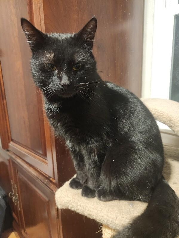 Schnitzel, a Adoptable Domestic Short Hair in Grand Rapids, MI image 4/6