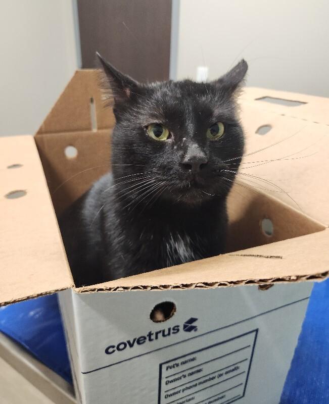 Schnitzel, a Adoptable Domestic Short Hair in Grand Rapids, MI image 5/6