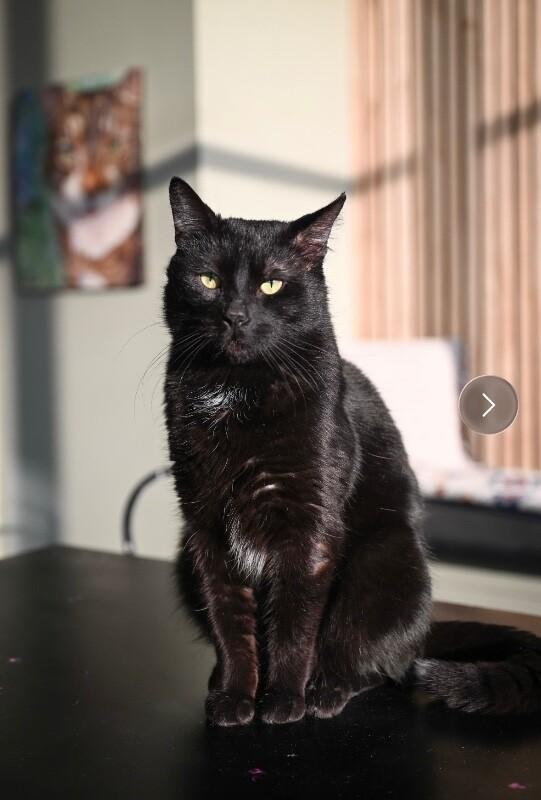 Enlarge Schnitzel, a Adoptable Domestic Short Hair in Grand Rapids, MI image 6/6