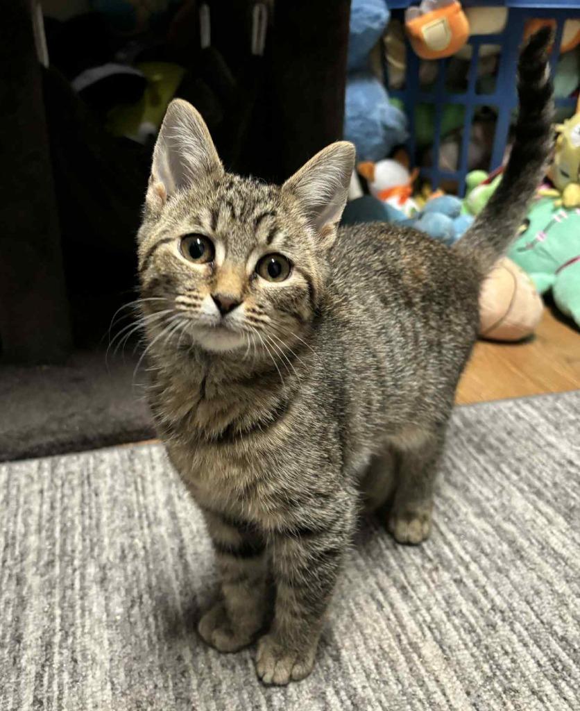 Freya, a Adoptable mixed breed in Buford, GA image 3/4