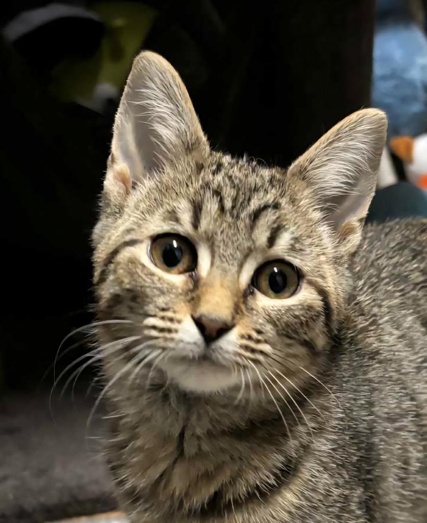 Freya, a Adoptable mixed breed in Buford, GA image 4/4