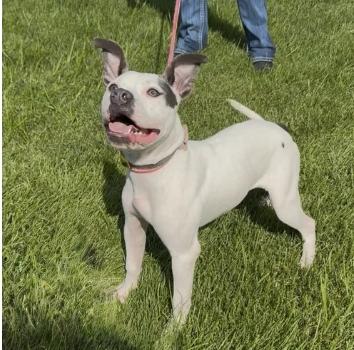 Bonnie, Adoptable, Young Female Pit Bull Terrier & Boxer.