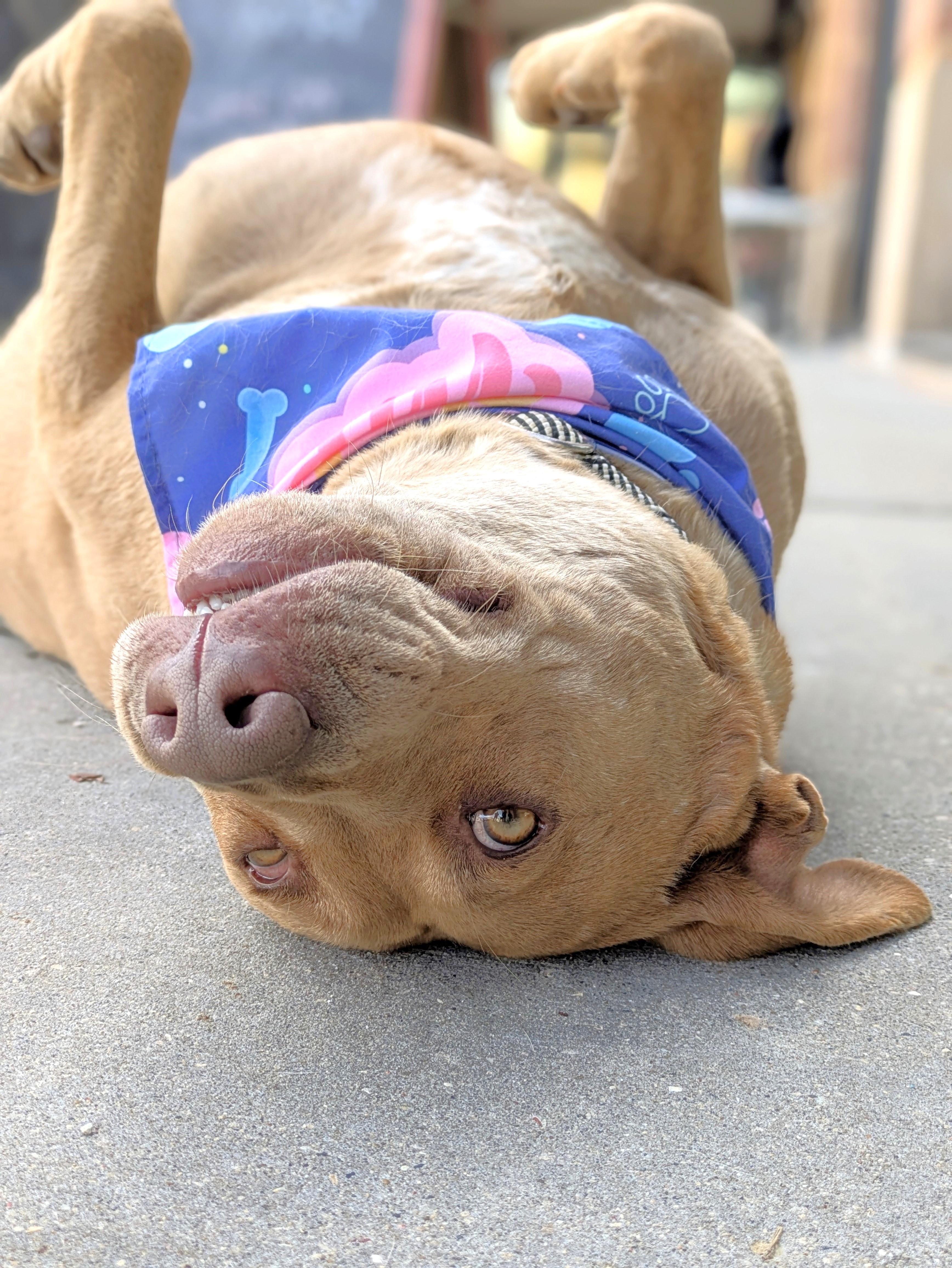 Daisy & Duke, a Adoptable mixed breed in Oregon, WI image 2/6