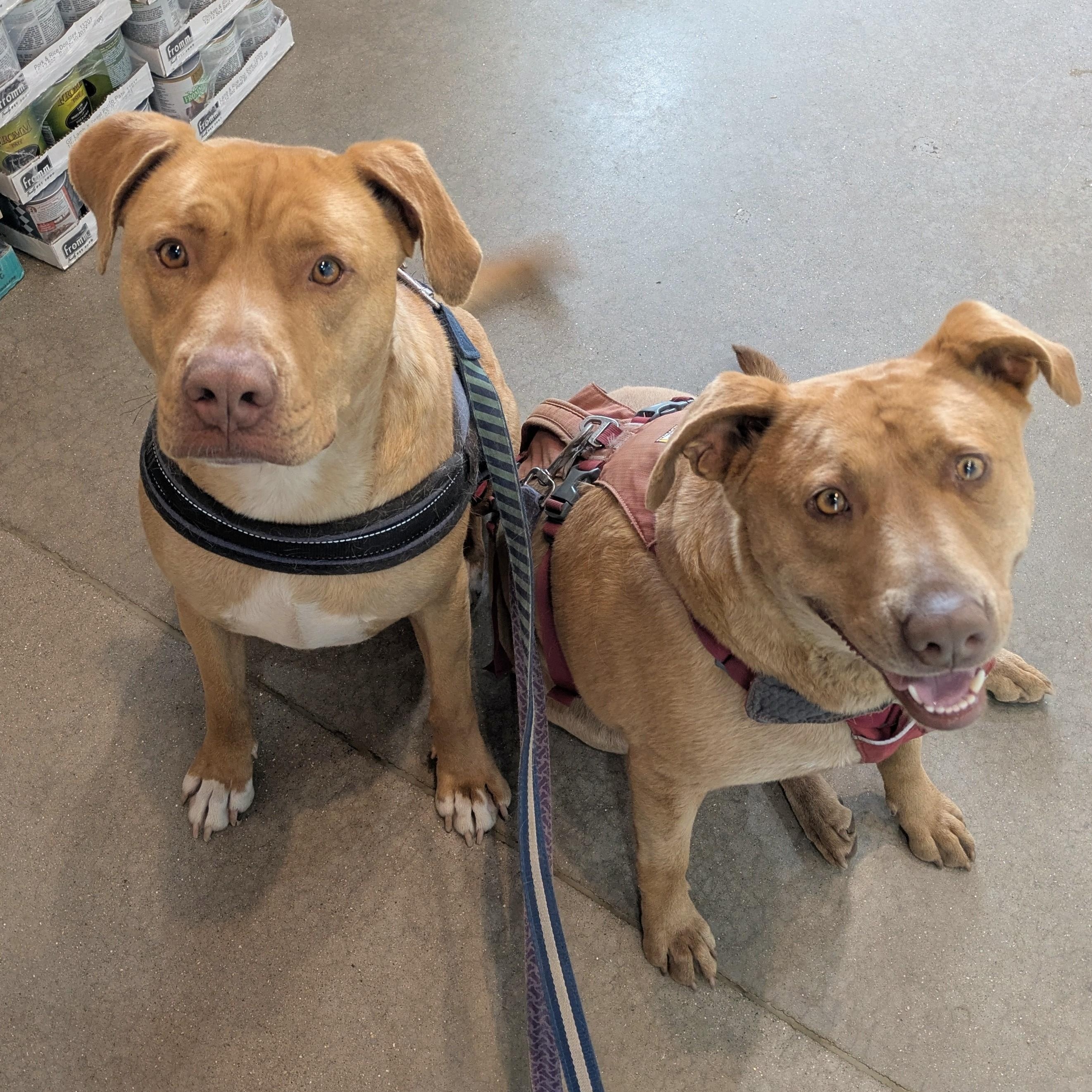 Daisy & Duke, a Adoptable mixed breed in Oregon, WI image 1/6