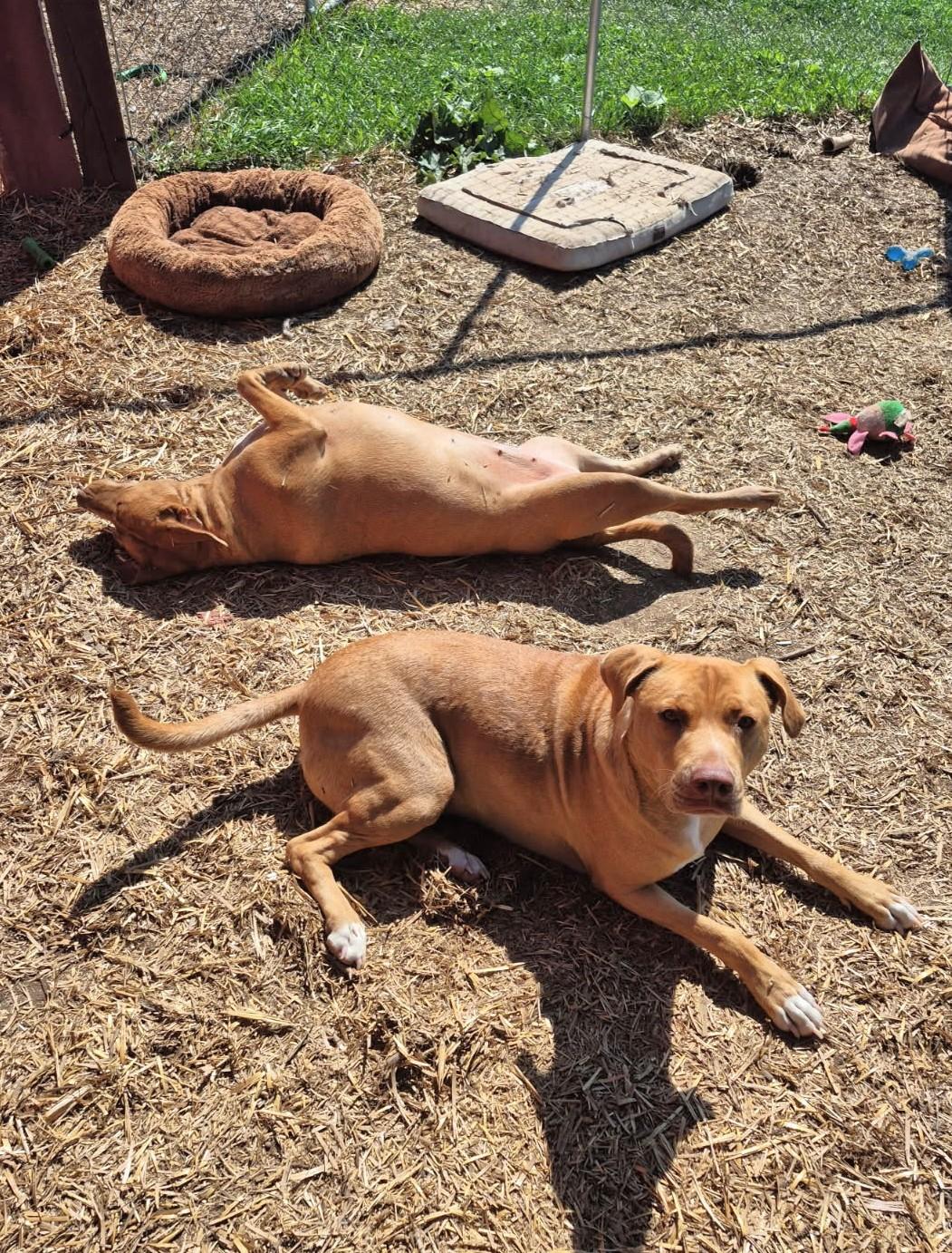 Daisy & Duke, a Adoptable mixed breed in Oregon, WI image 5/6