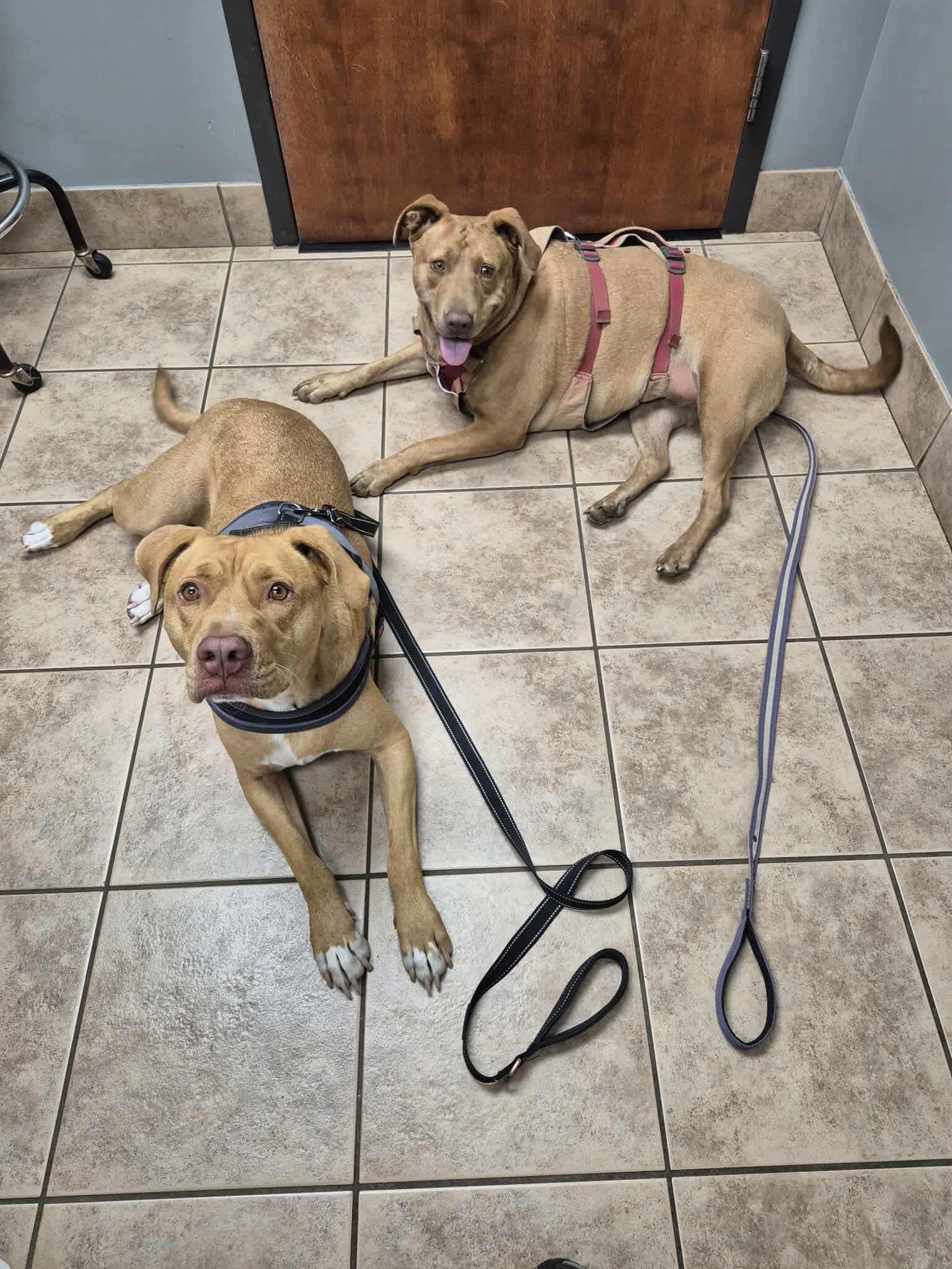 Daisy & Duke, a Adoptable mixed breed in Oregon, WI image 6/6