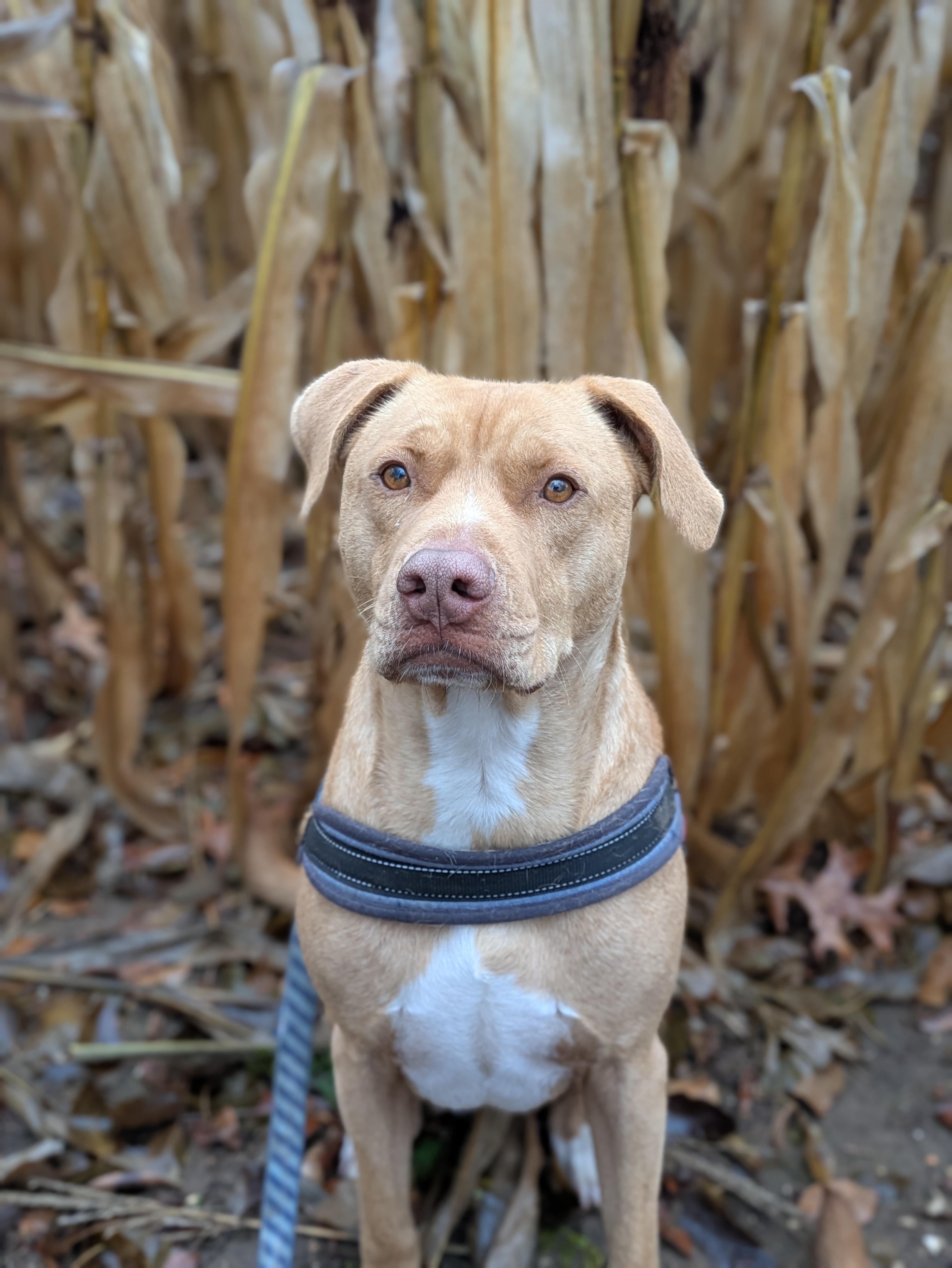 Daisy & Duke, a Adoptable mixed breed in Oregon, WI image 3/6