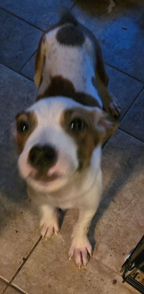 Milo, Adoptable, Puppy Male Terrier & Labrador Retriever.