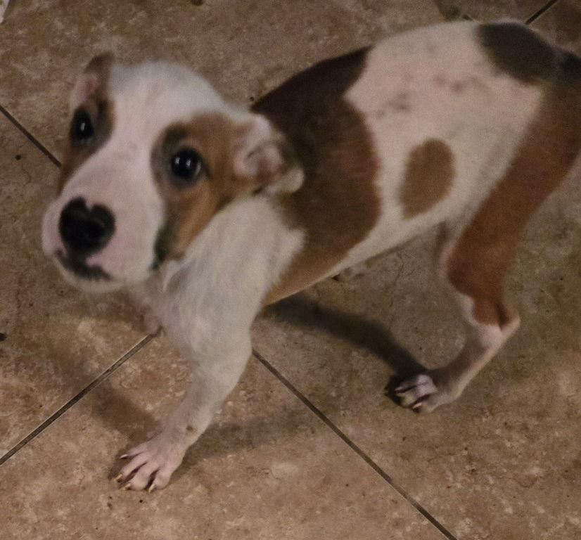 Enlarge Milo, a Adoptable mixed breed in San Antonio, TX image 2/3