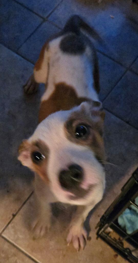 Enlarge Milo, a Adoptable mixed breed in San Antonio, TX image 3/3