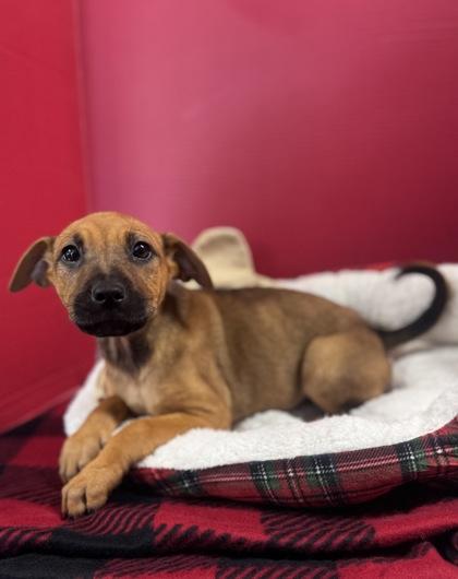 Enlarge Juliet, a Adoptable mixed breed in Houston, TX image 1/1