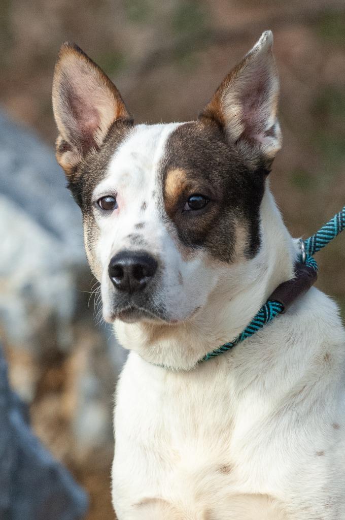 Durango, Adoptable, Young Male Australian Cattle Dog / Blue Heeler.