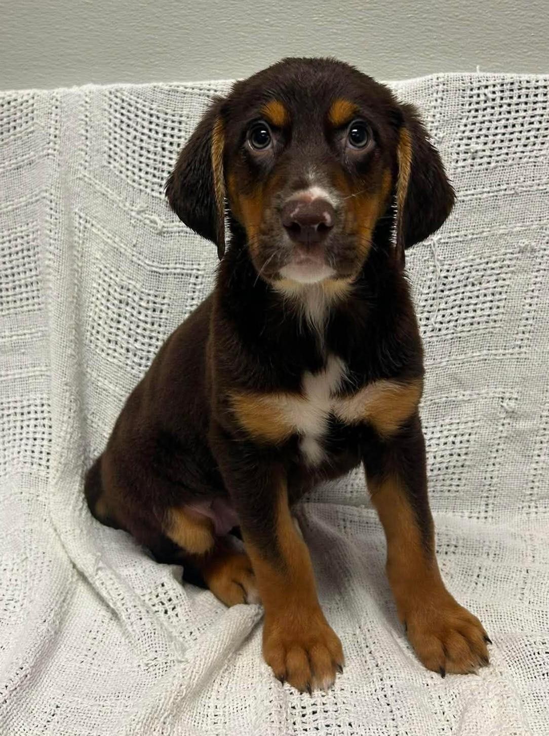 Winnie, adopted, Puppy Female Bloodhound.