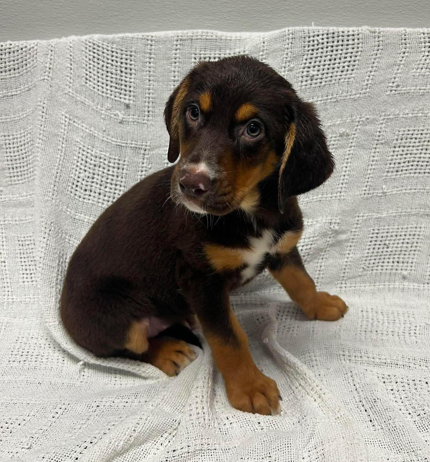 Winnie, an adopted mixed breed in Maryville, MO image 2/4