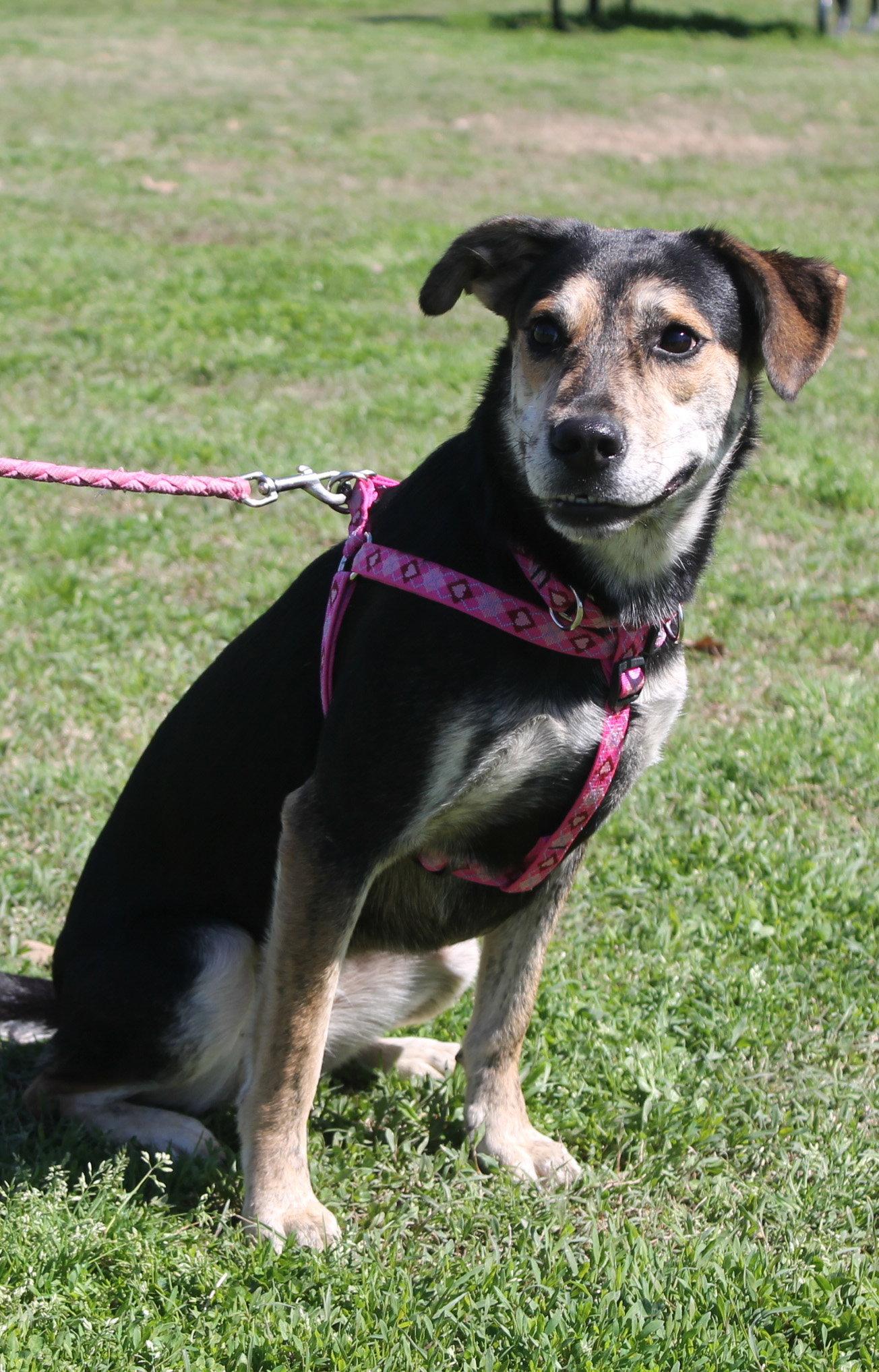 Berta, Adoptable, Young Female Terrier.