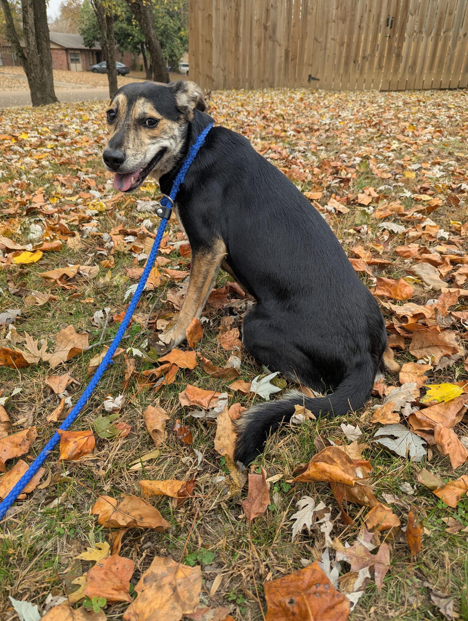 Berta, Adoptable, Young Female Terrier.