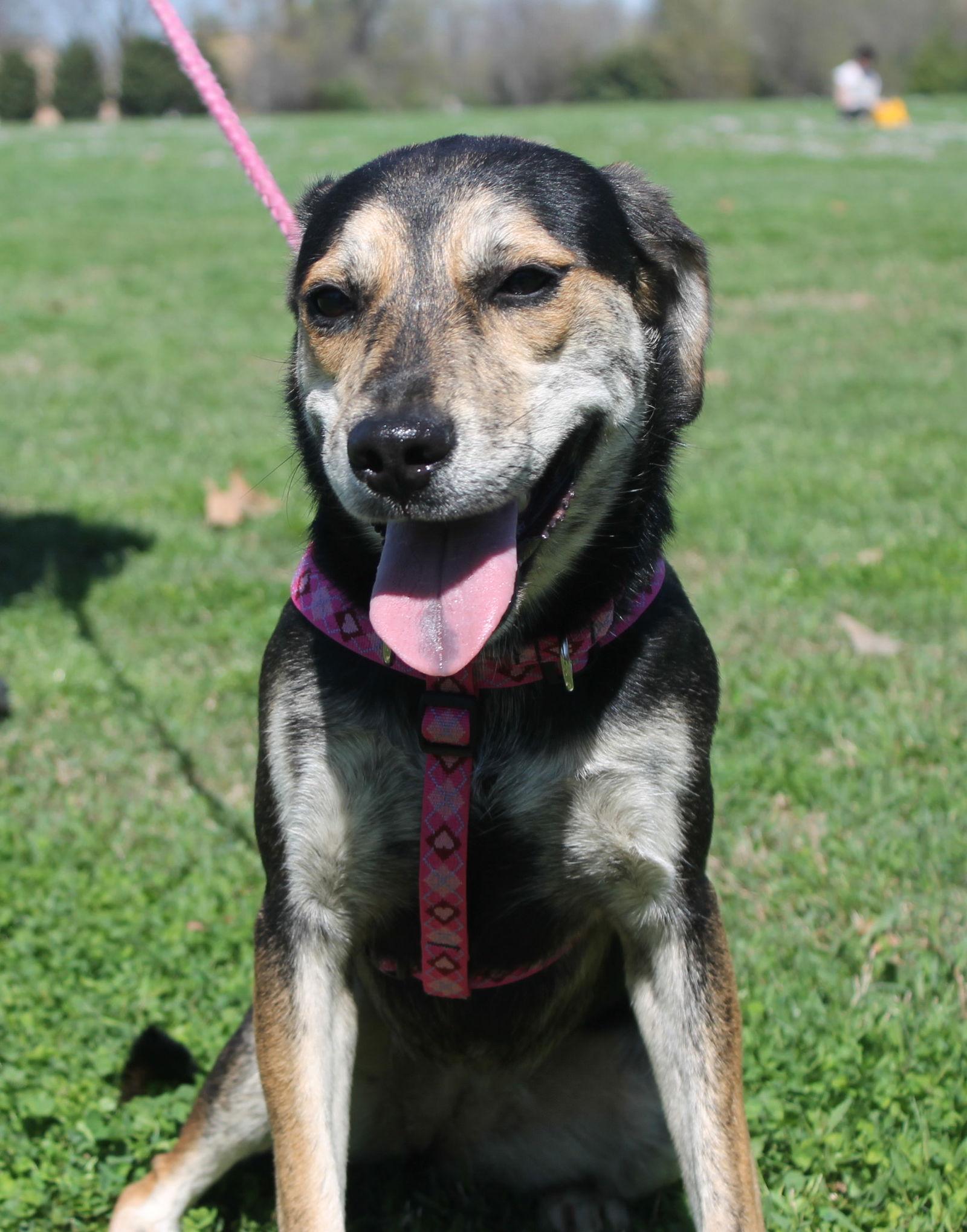Berta, Adoptable, Young Female Terrier.
