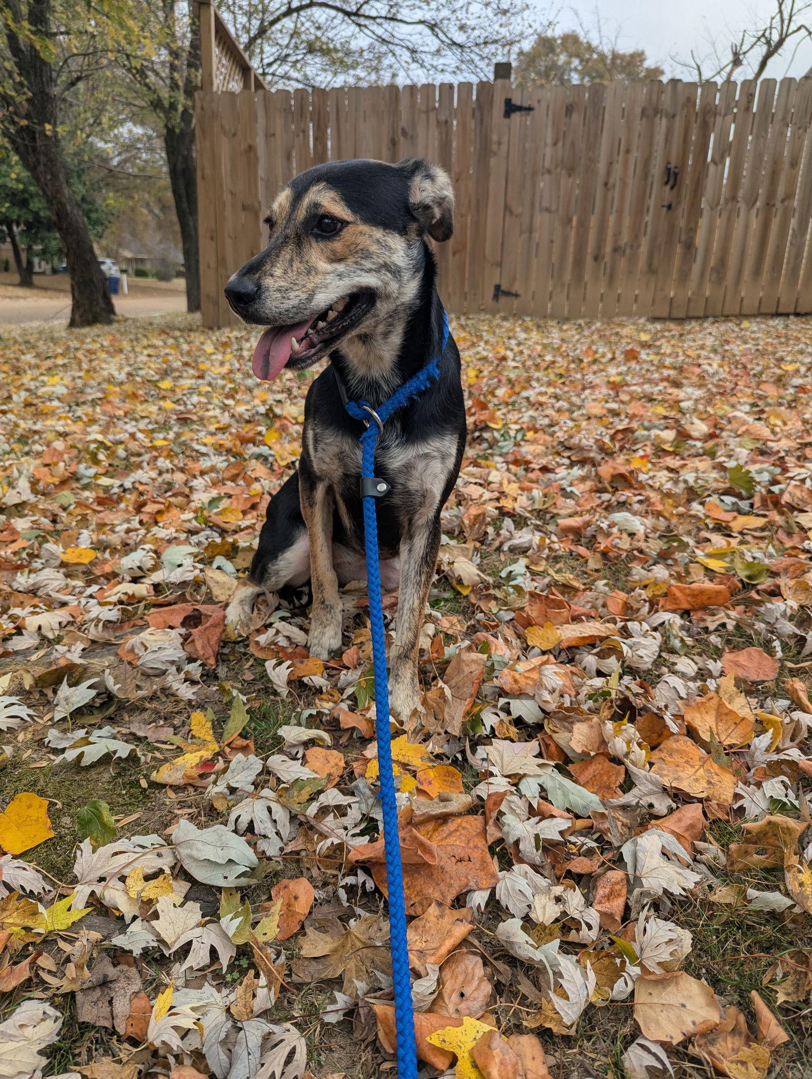 Berta, a Adoptable Terrier in Munford, TN image 2/3