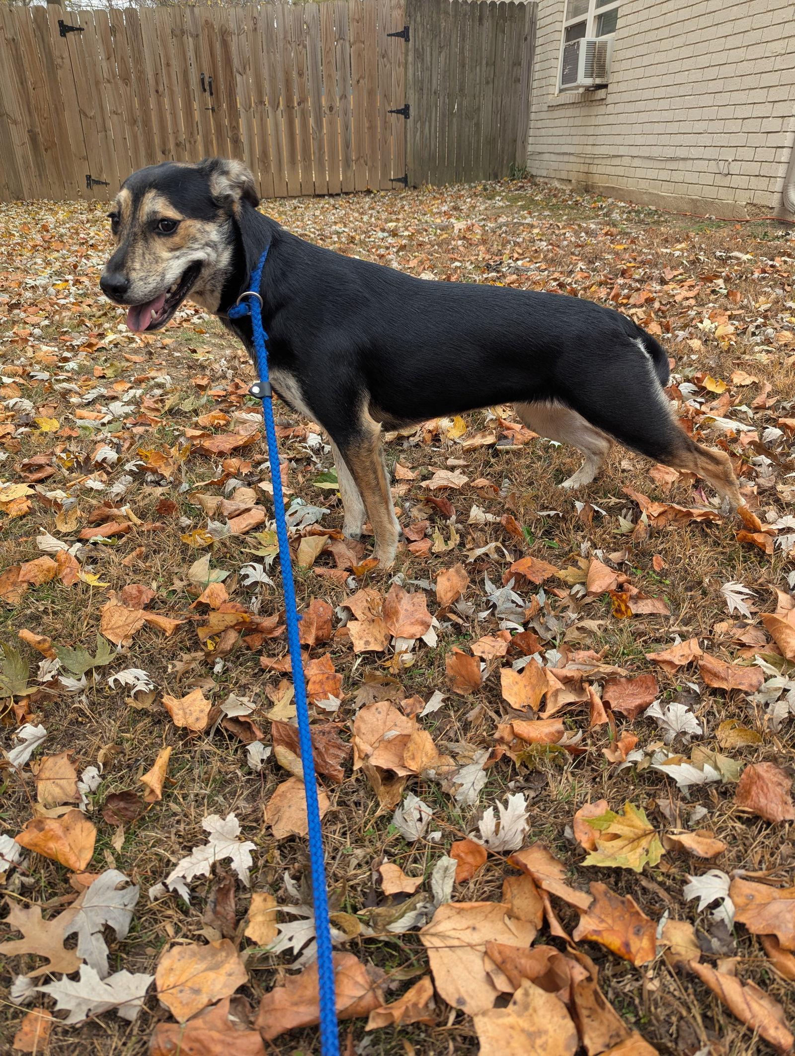 Berta, Adoptable, Young Female Terrier.