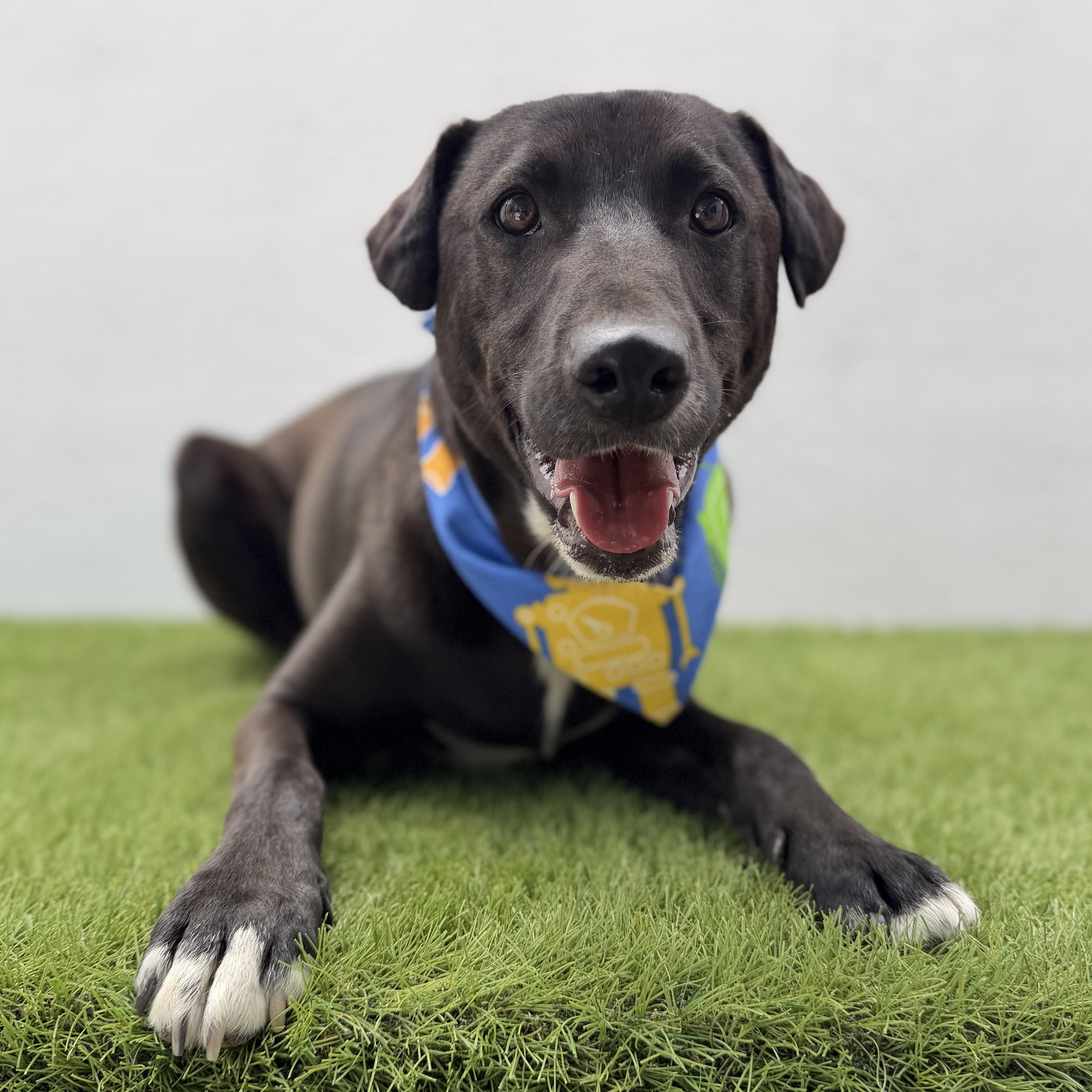 SPARK, a Adoptable mixed breed in La Jolla, CA image 2/6