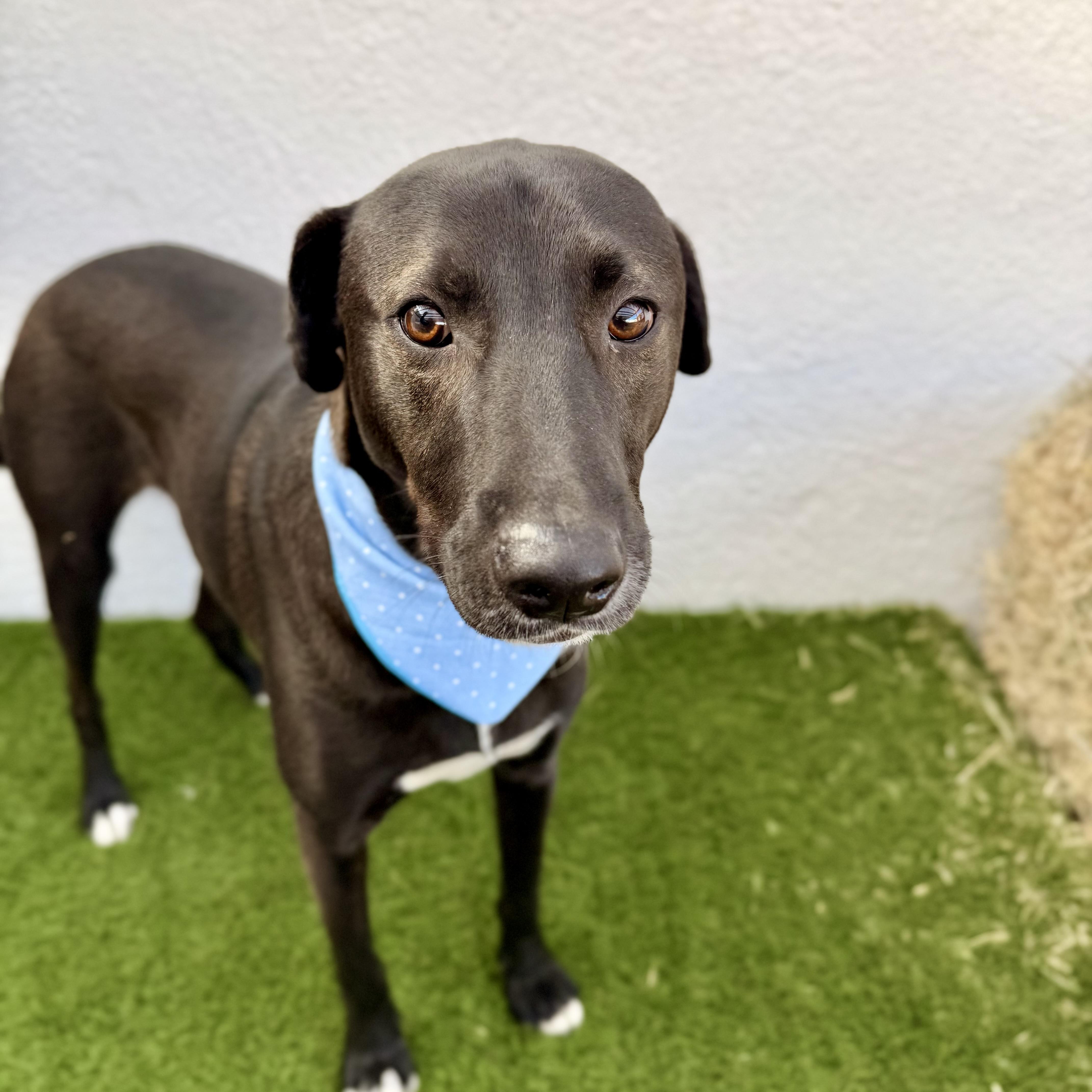 SPARK, a Adoptable mixed breed in La Jolla, CA image 2/6