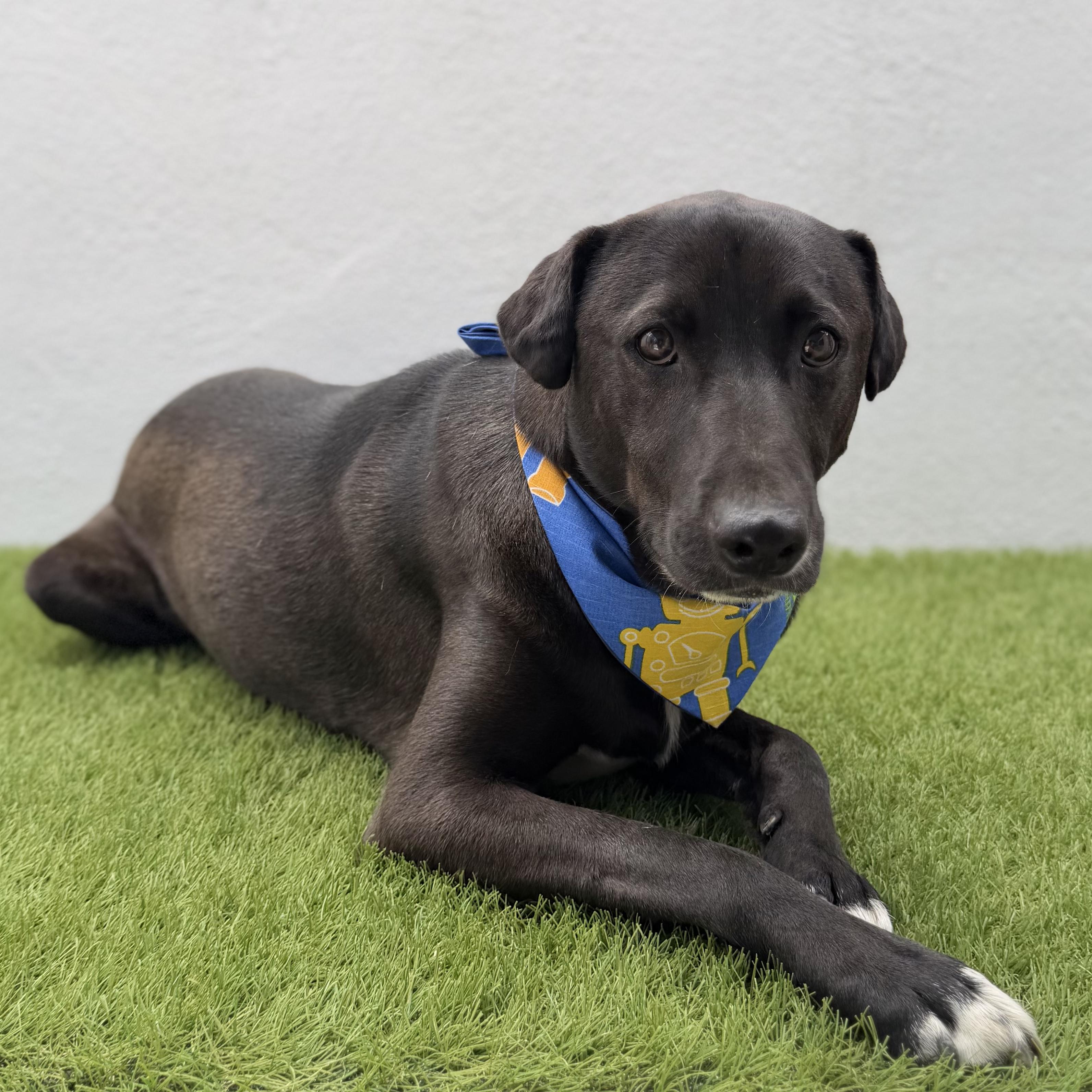 SPARK, a Adoptable mixed breed in La Jolla, CA image 3/6