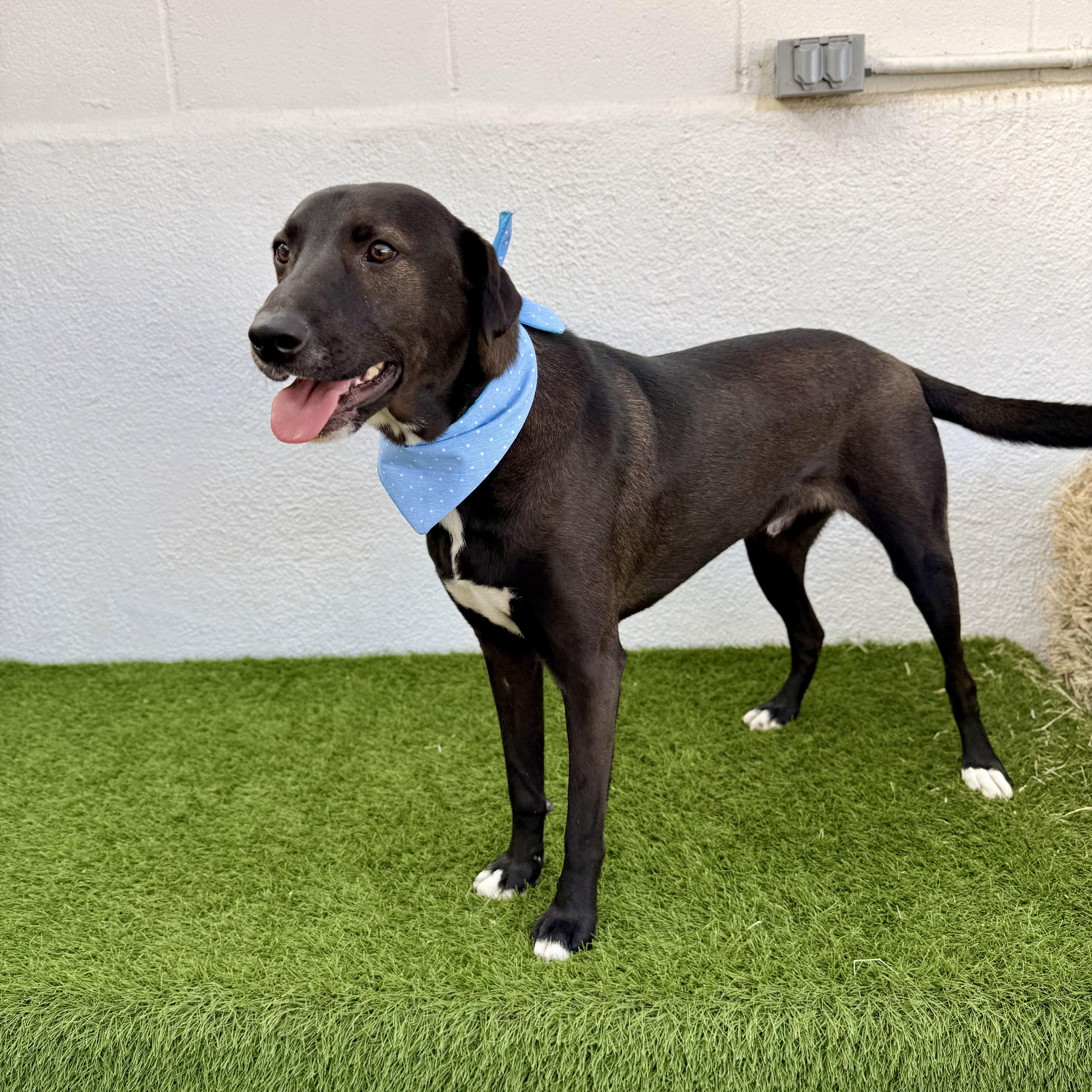 SPARK, a Adoptable mixed breed in La Jolla, CA image 6/6