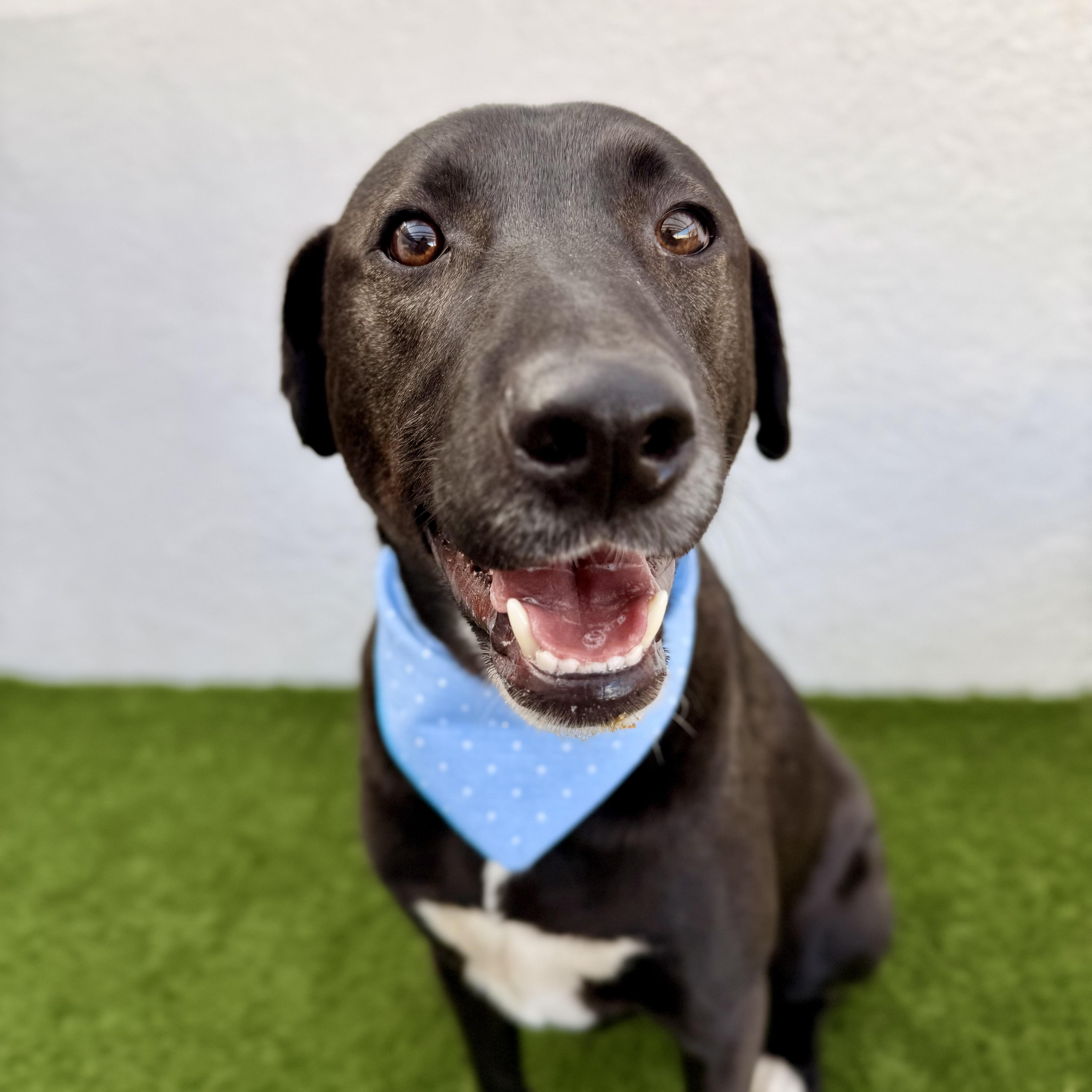 SPARK, Adoptable, Young Male Black Labrador Retriever.
