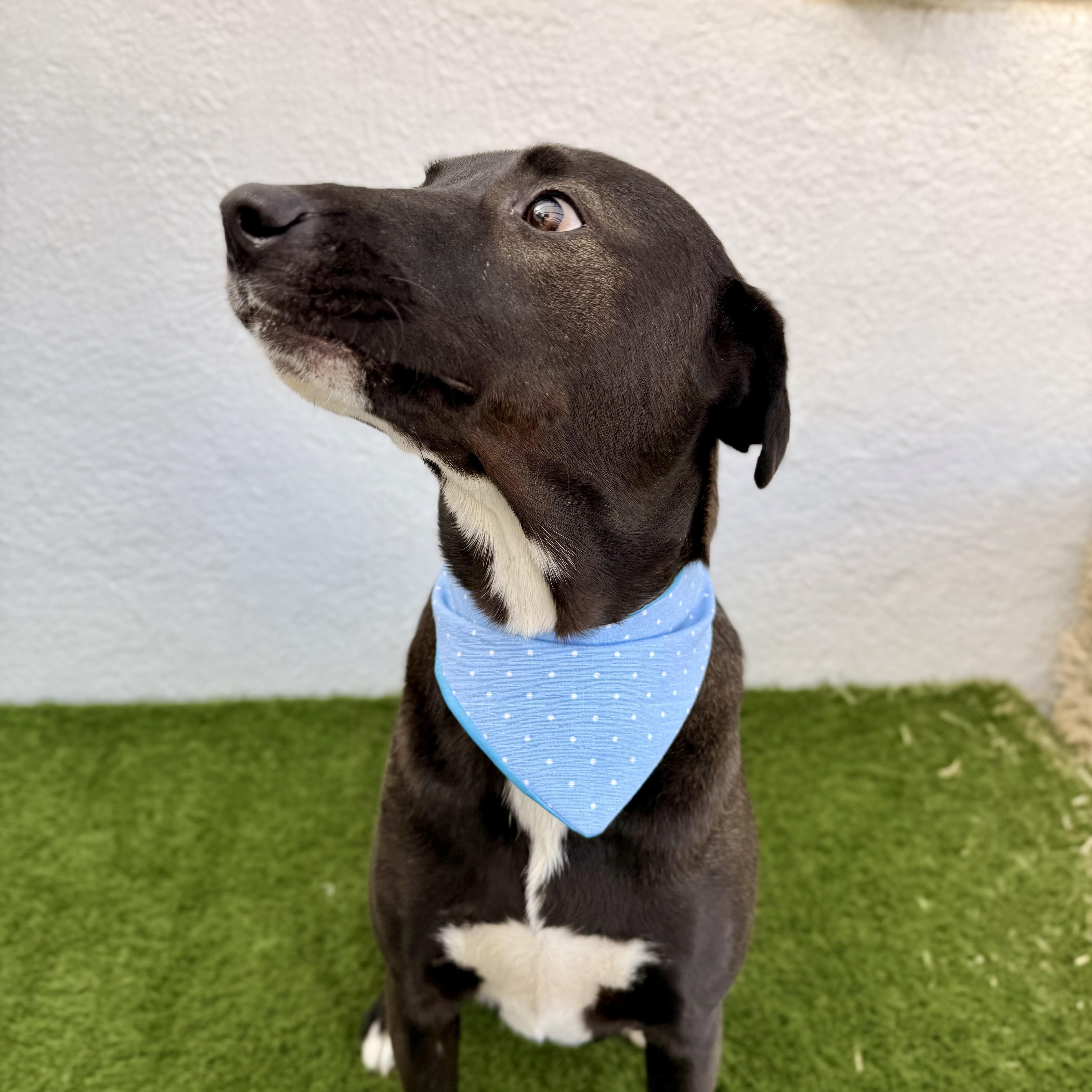 SPARK, a Adoptable mixed breed in La Jolla, CA image 4/6