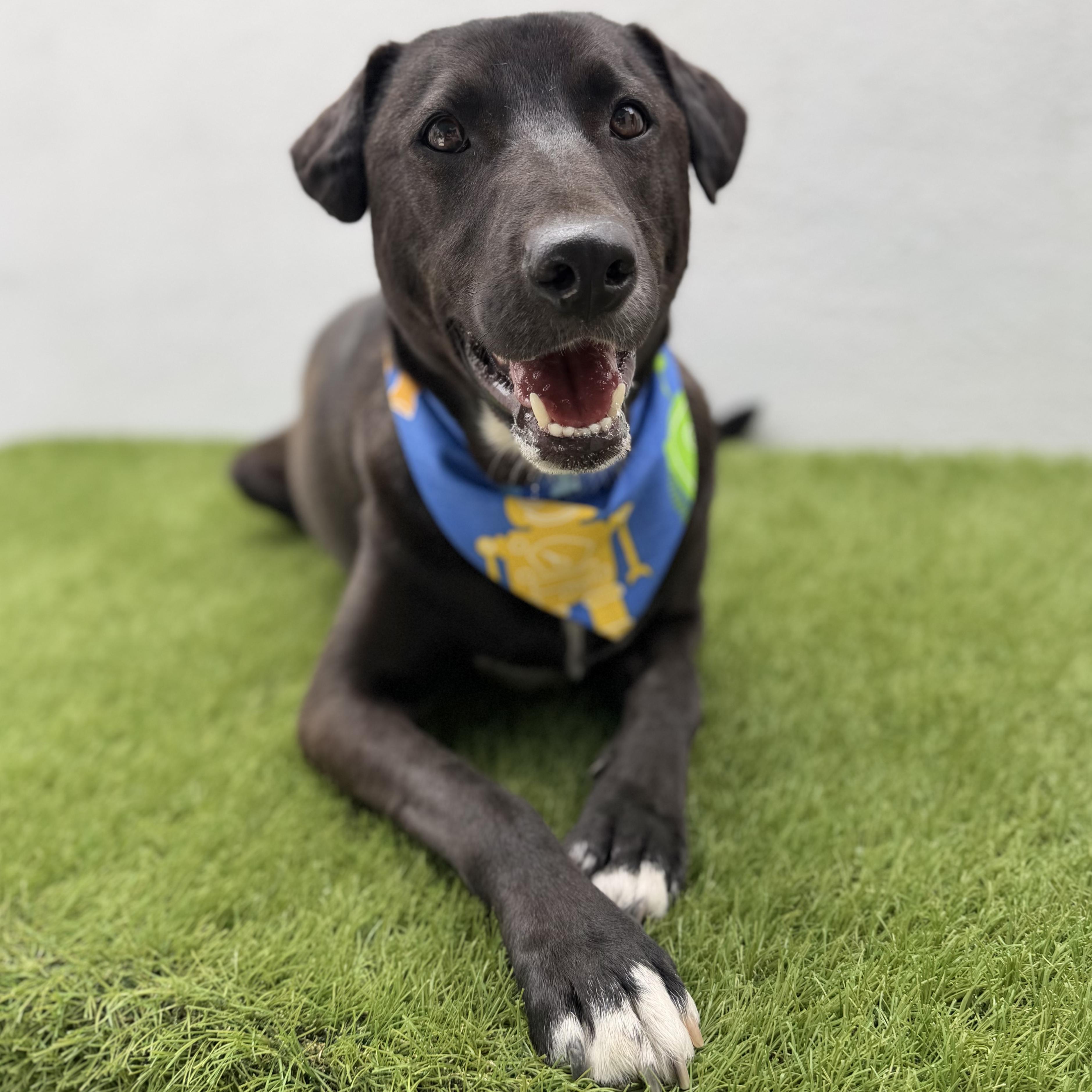 SPARK, Adoptable, Young Male Black Labrador Retriever.
