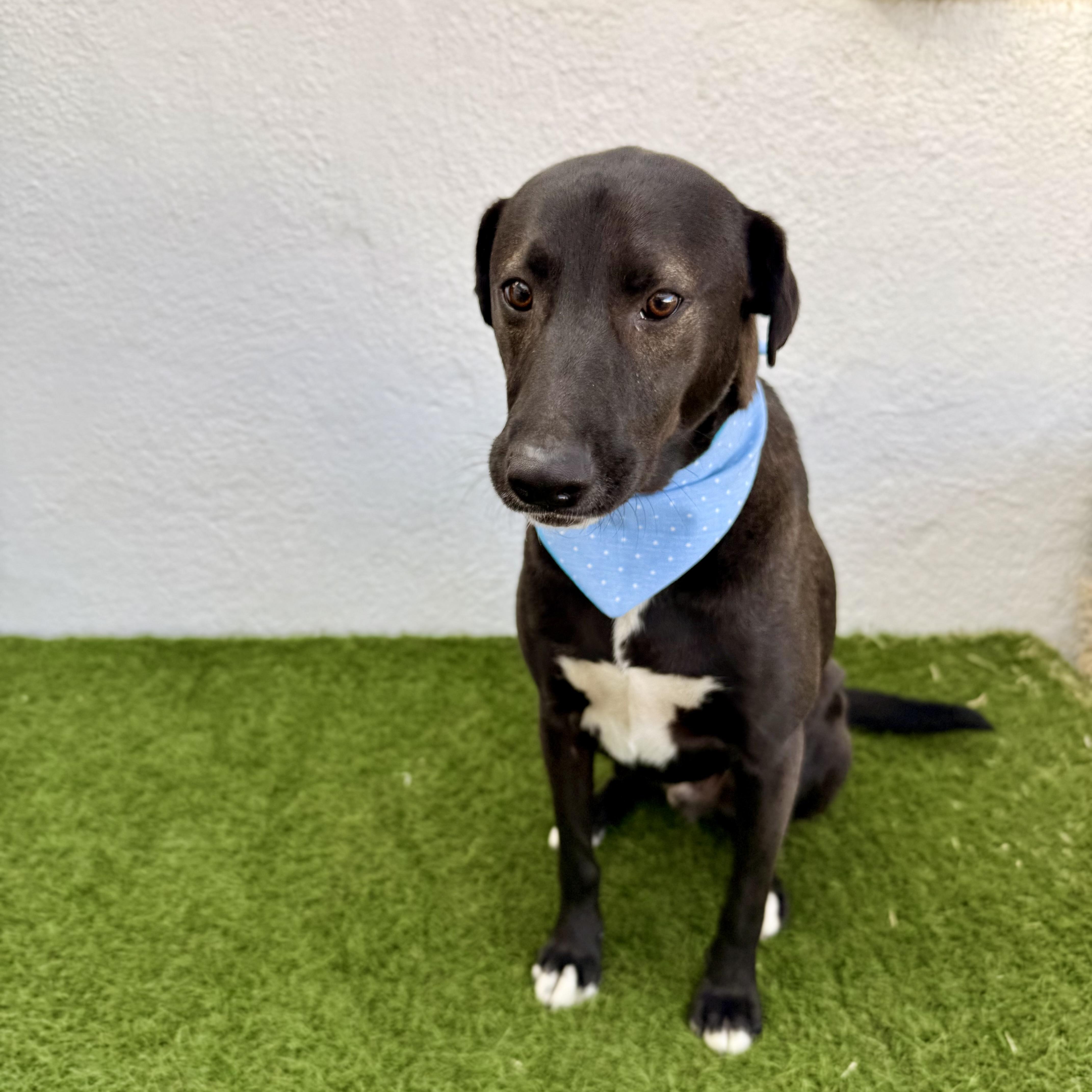 SPARK, a Adoptable mixed breed in La Jolla, CA image 3/6
