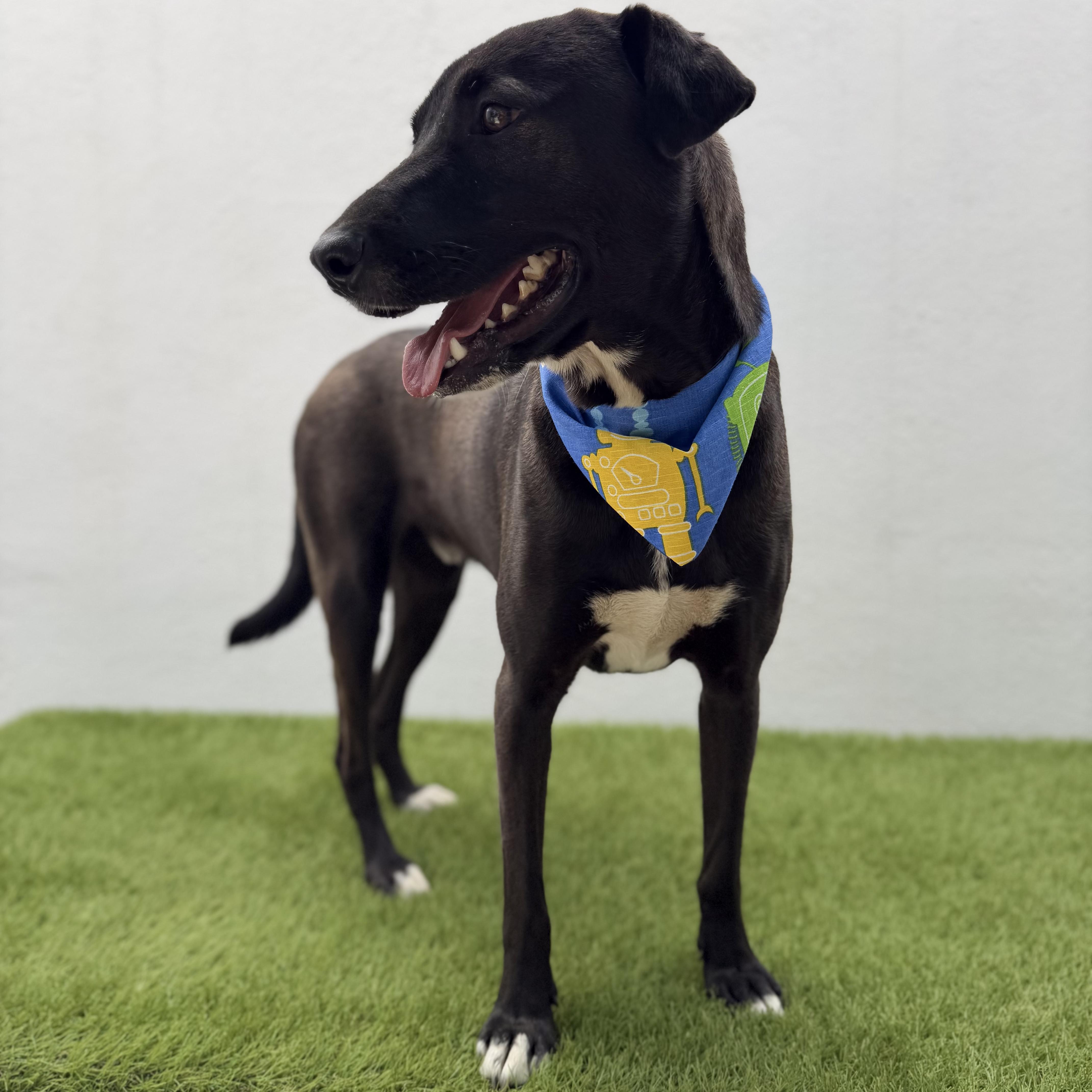 SPARK, a Adoptable mixed breed in La Jolla, CA image 4/6