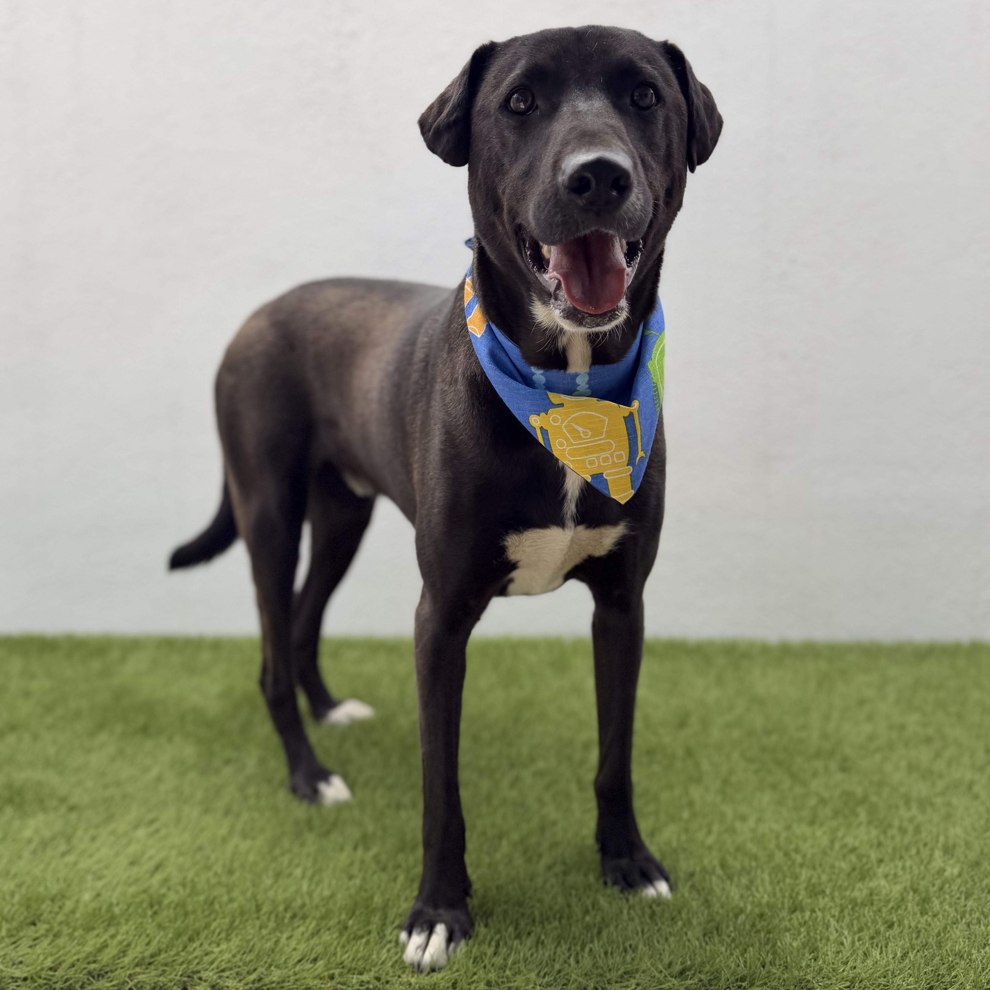 SPARK, a Adoptable mixed breed in La Jolla, CA image 5/6