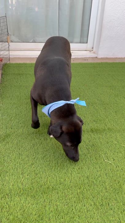 Enlarge SPARK, a Adoptable mixed breed in La Jolla, CA video 5/6