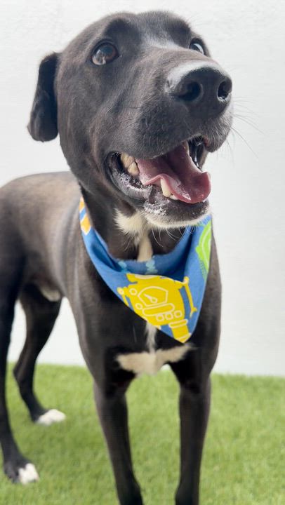 Enlarge SPARK, a Adoptable mixed breed in La Jolla, CA video 6/6