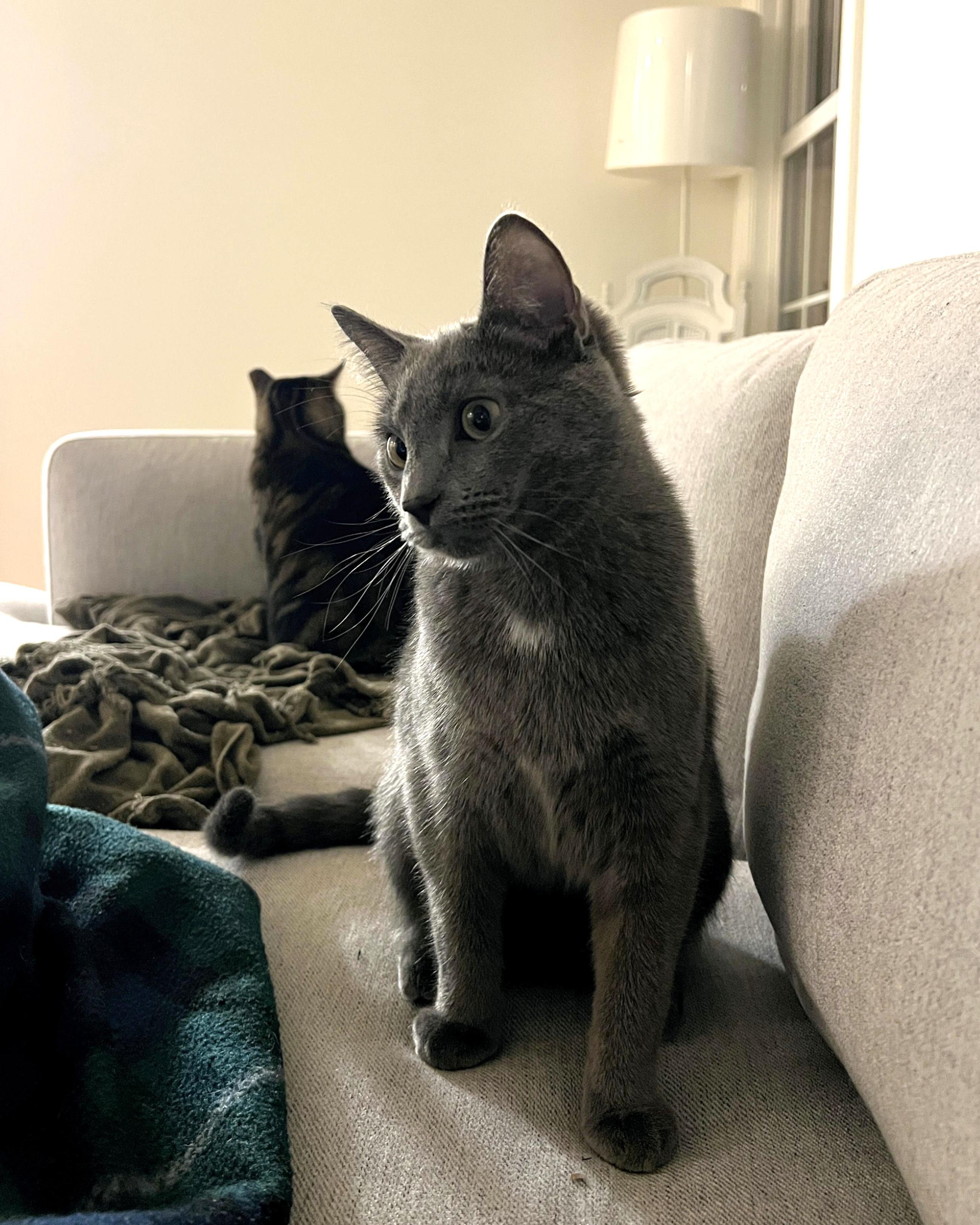 Enlarge Stormy - 8 MONTHS - YOUR FUTURE WHIRLWIND OF FUN!, a ADOPTABLE American Shorthair in Bristow, VA image 4/6