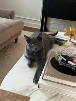 Stormy - Your purrfect playful companion, an adoptable American Shorthair in Bristow, VA image 4/6