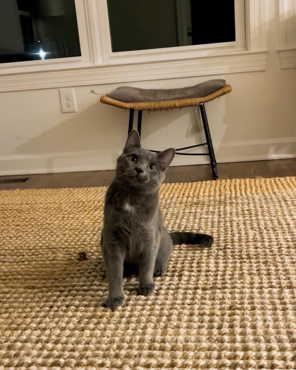 Enlarge Stormy - 8 MONTHS - YOUR FUTURE WHIRLWIND OF FUN!, a ADOPTABLE American Shorthair in Bristow, VA image 6/6