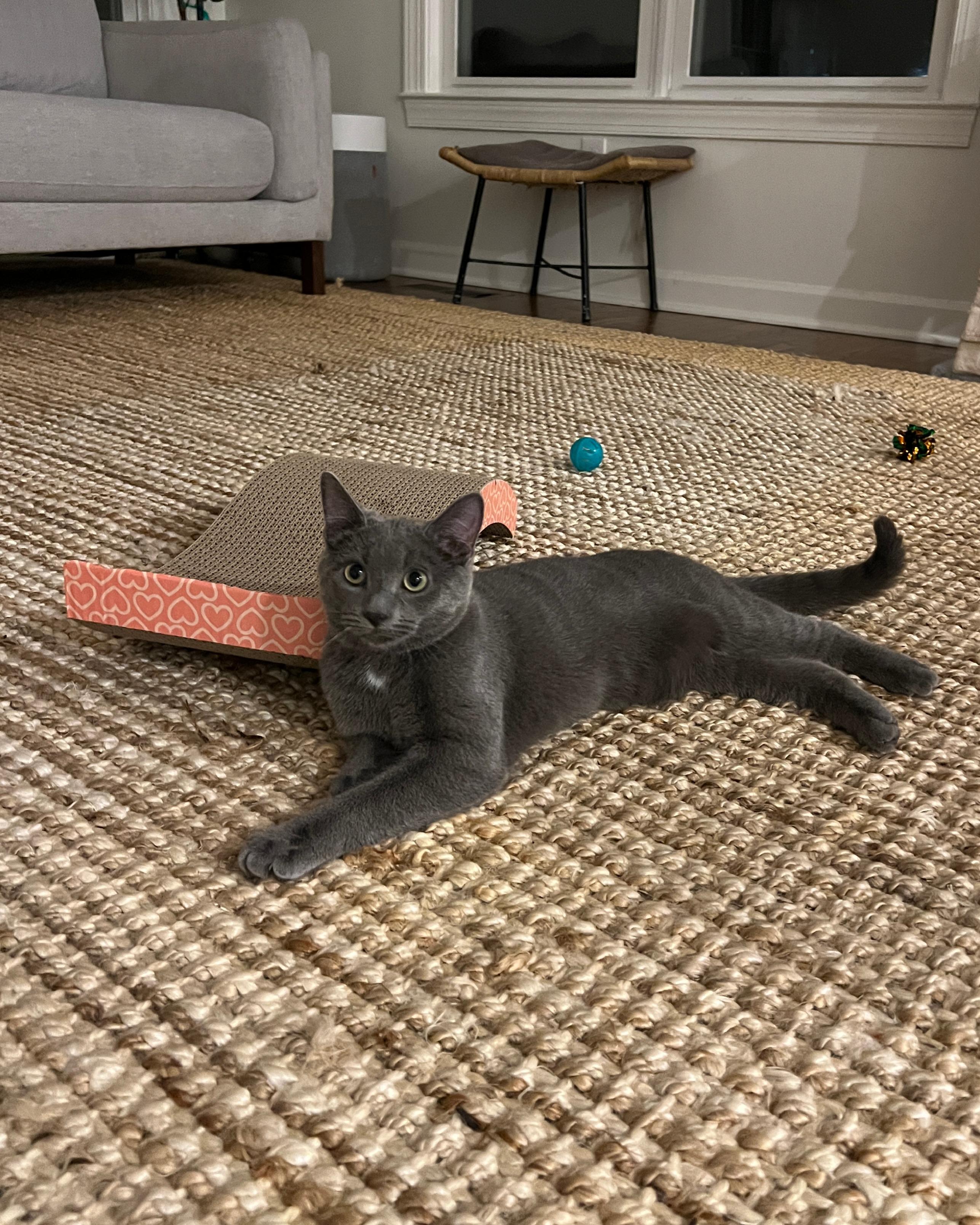 Enlarge Stormy - 8 MONTHS - YOUR FUTURE WHIRLWIND OF FUN!, a ADOPTABLE American Shorthair in Bristow, VA image 2/6