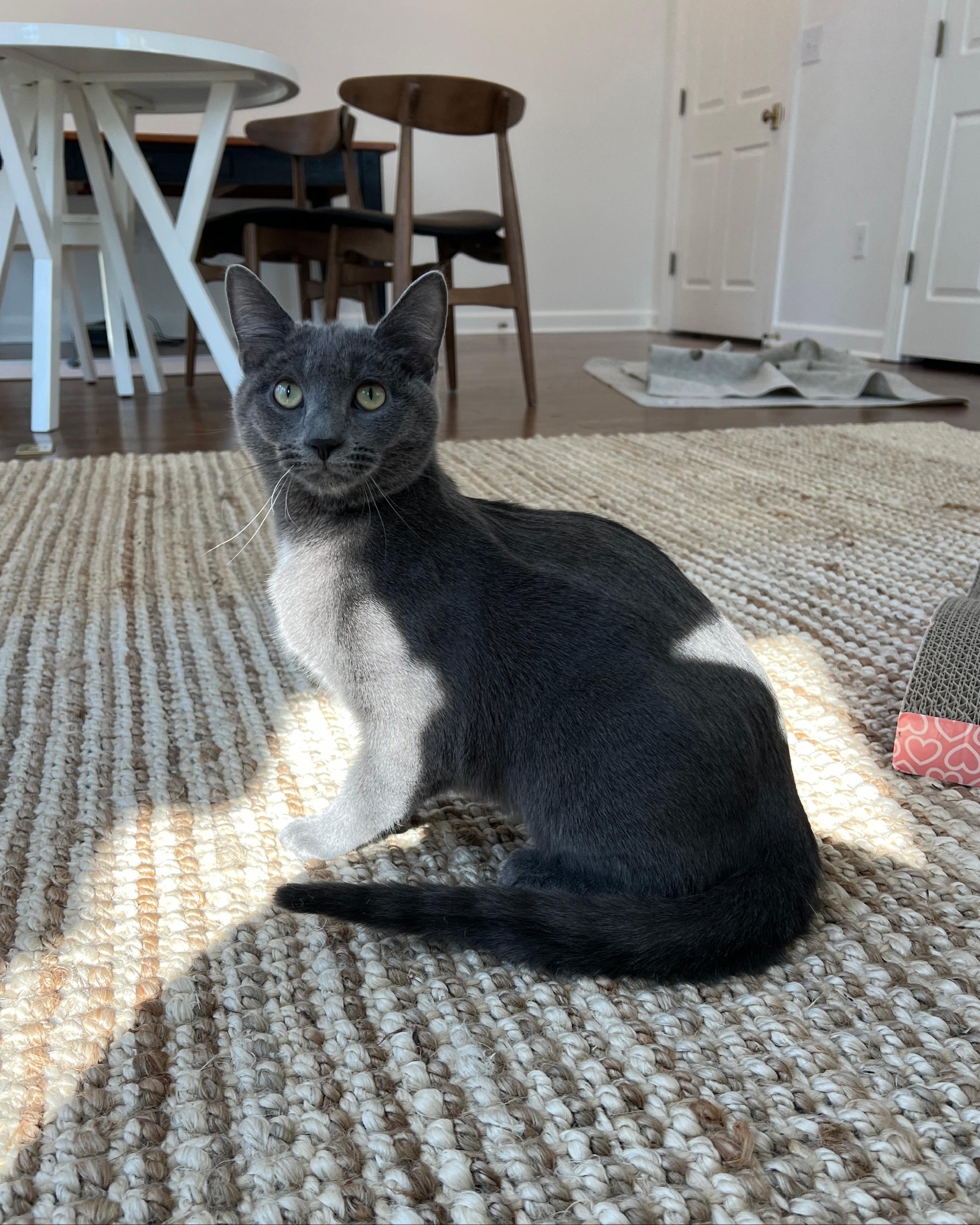 Enlarge Stormy - 8 MONTHS - YOUR FUTURE WHIRLWIND OF FUN!, a ADOPTABLE American Shorthair in Bristow, VA image 5/6