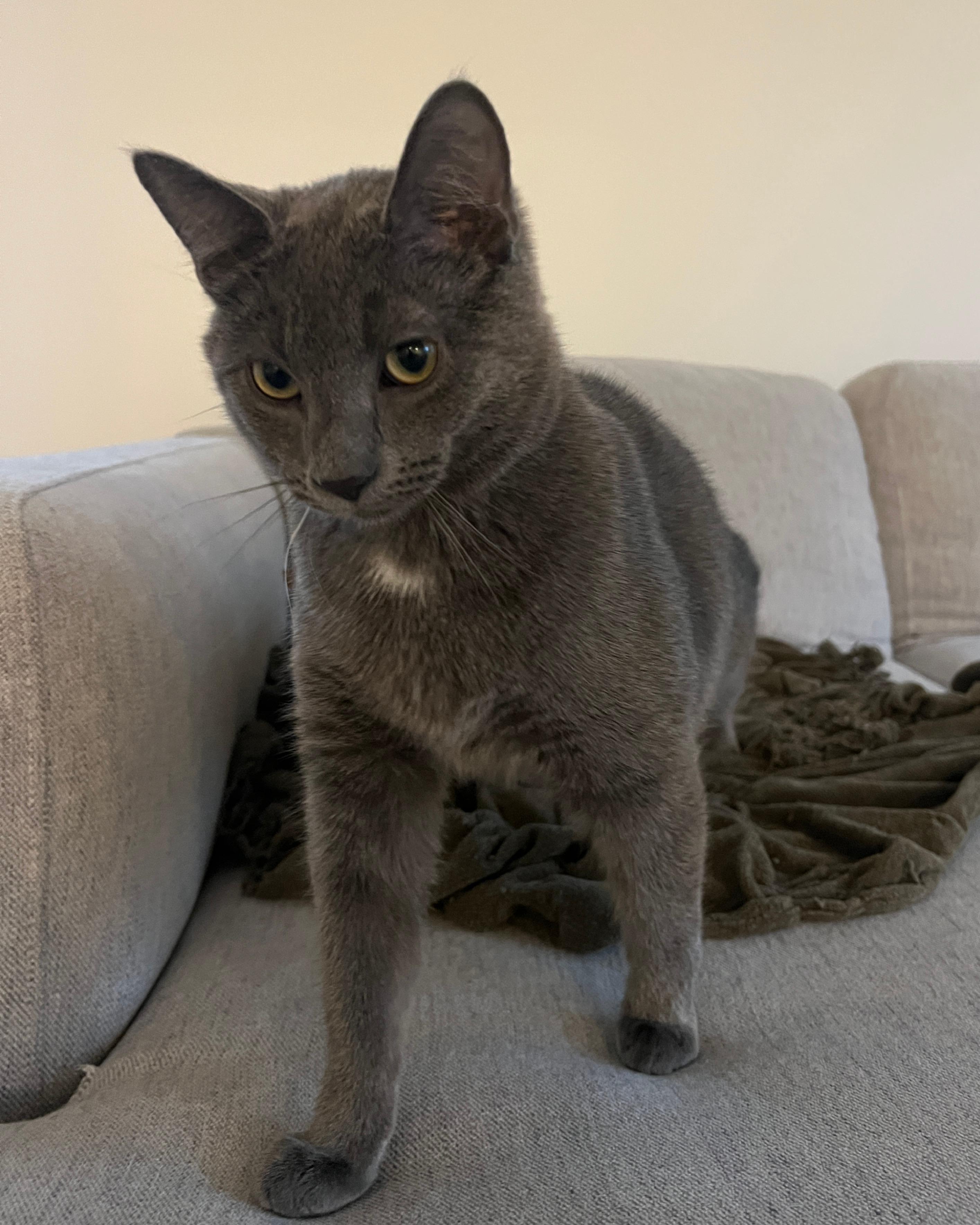 Enlarge Stormy - 8 MONTHS - YOUR FUTURE WHIRLWIND OF FUN!, a ADOPTABLE American Shorthair in Bristow, VA image 1/6