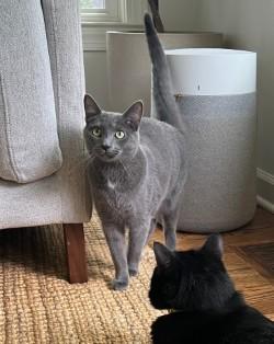 Stormy - Your purrfect playful companion, an adoptable American Shorthair in Bristow, VA image 6/6