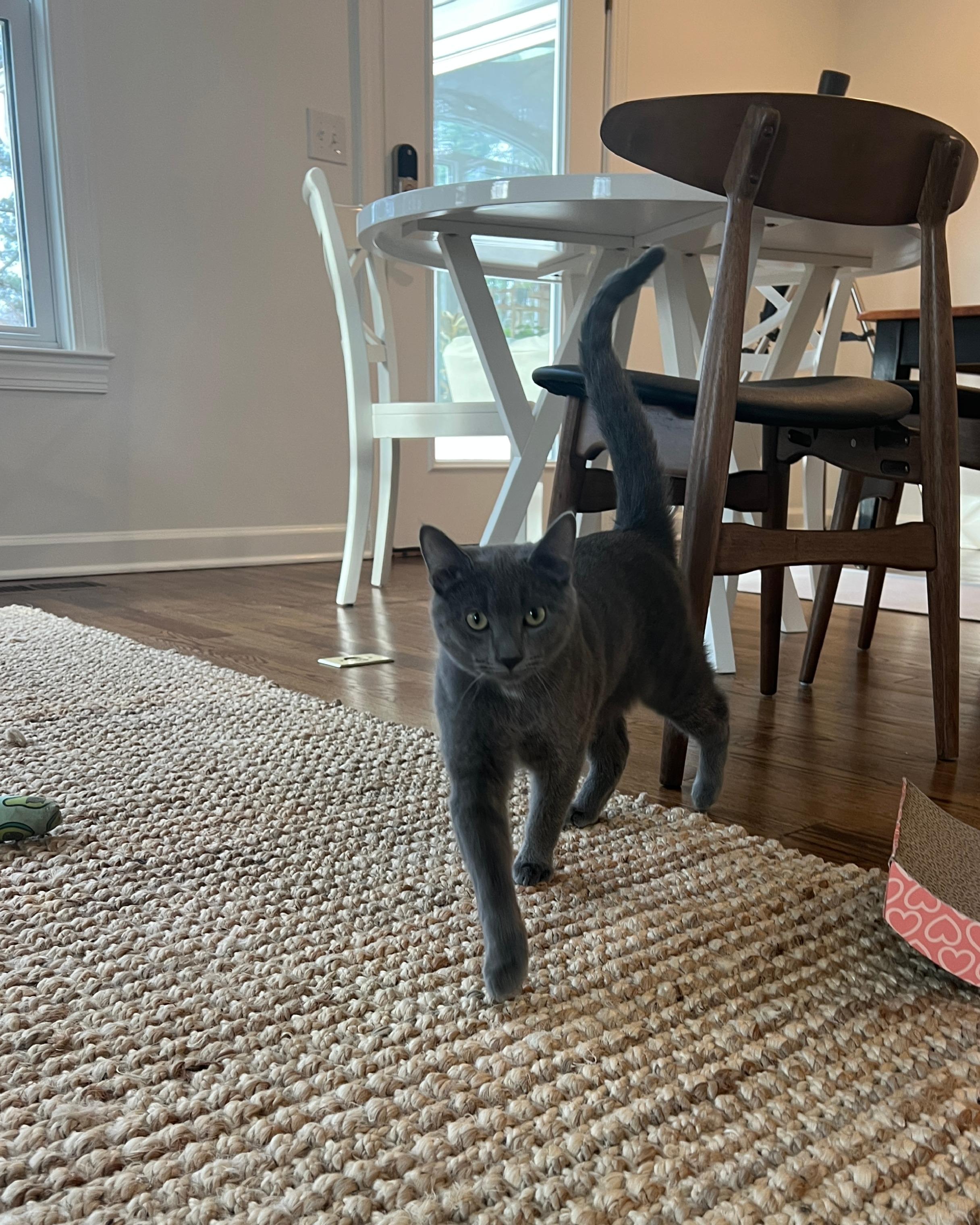 Enlarge Stormy - 8 MONTHS - YOUR FUTURE WHIRLWIND OF FUN!, a ADOPTABLE American Shorthair in Bristow, VA image 3/6