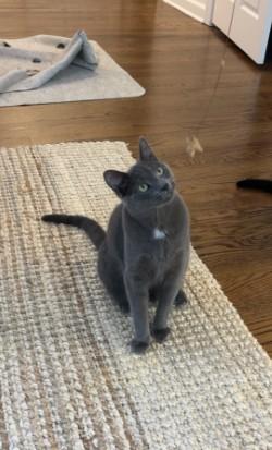 Stormy - Your purrfect playful companion, an adoptable American Shorthair in Bristow, VA image 5/6