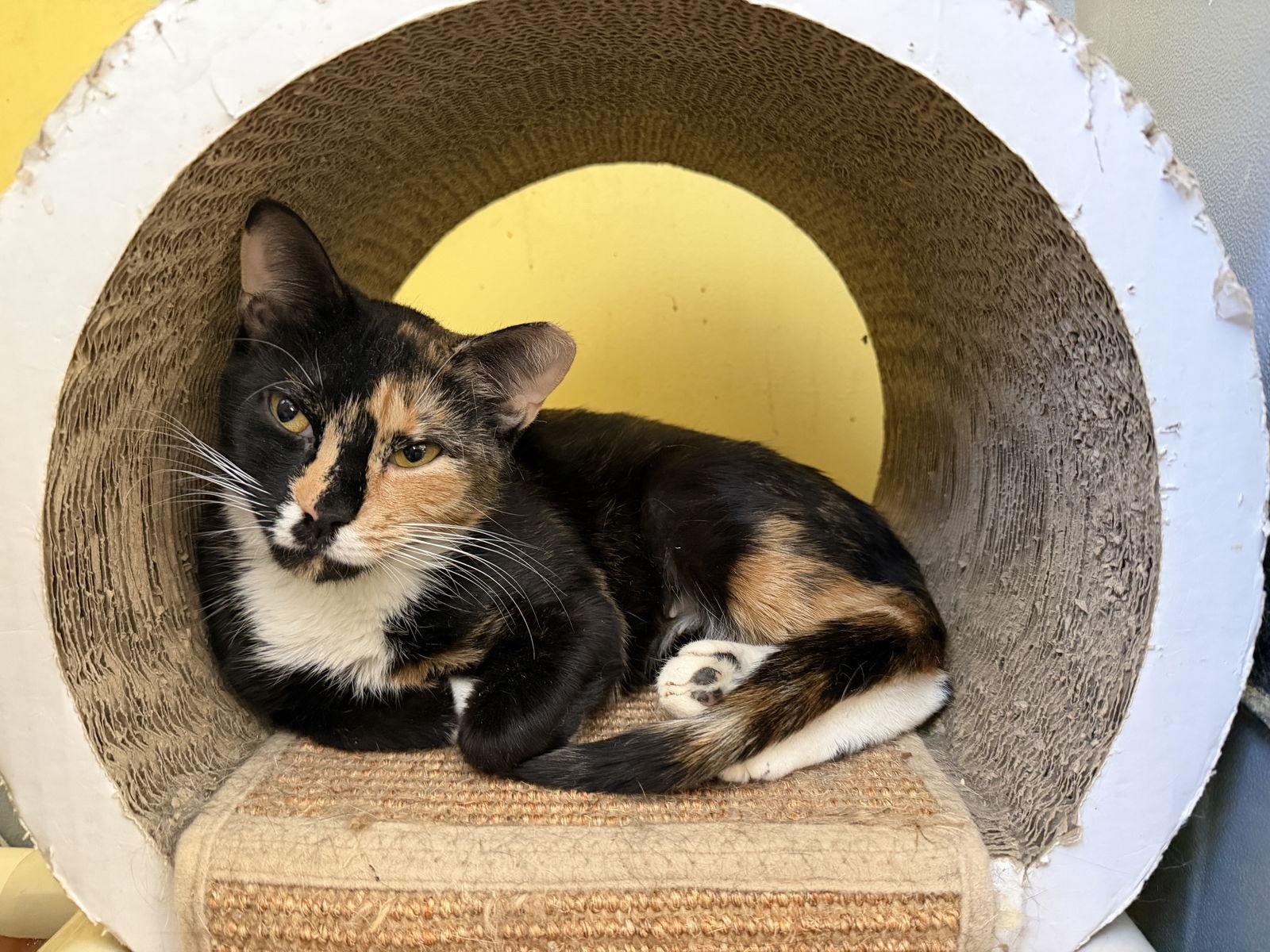 Enlarge Sugar Cookie, a Adoptable Domestic Short Hair in Broomall, PA image 1/3